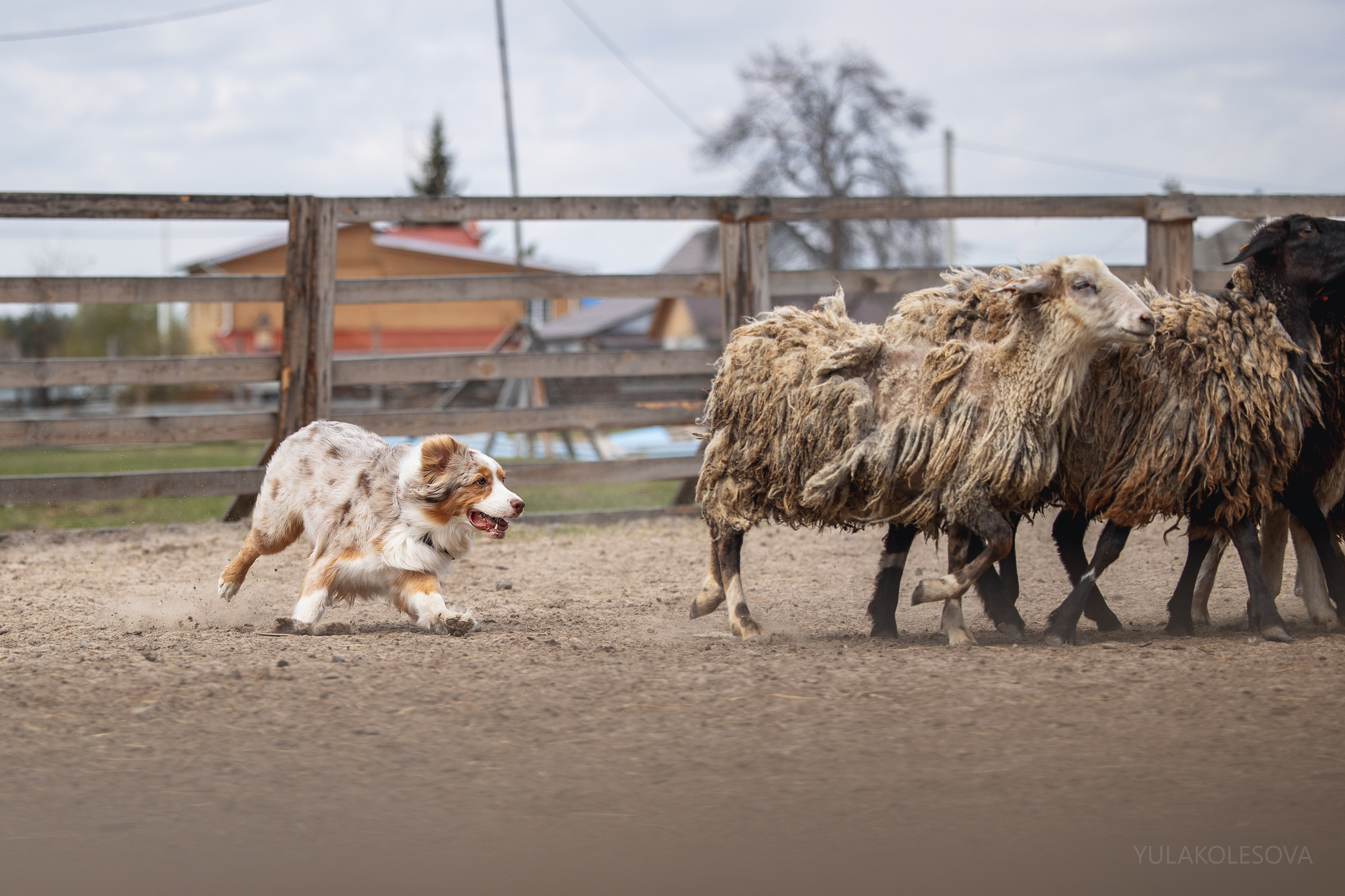 Аусси день 15.05.2024. YULA KOLESOVA | Фотограф — Анималист | Художник | Тюмень