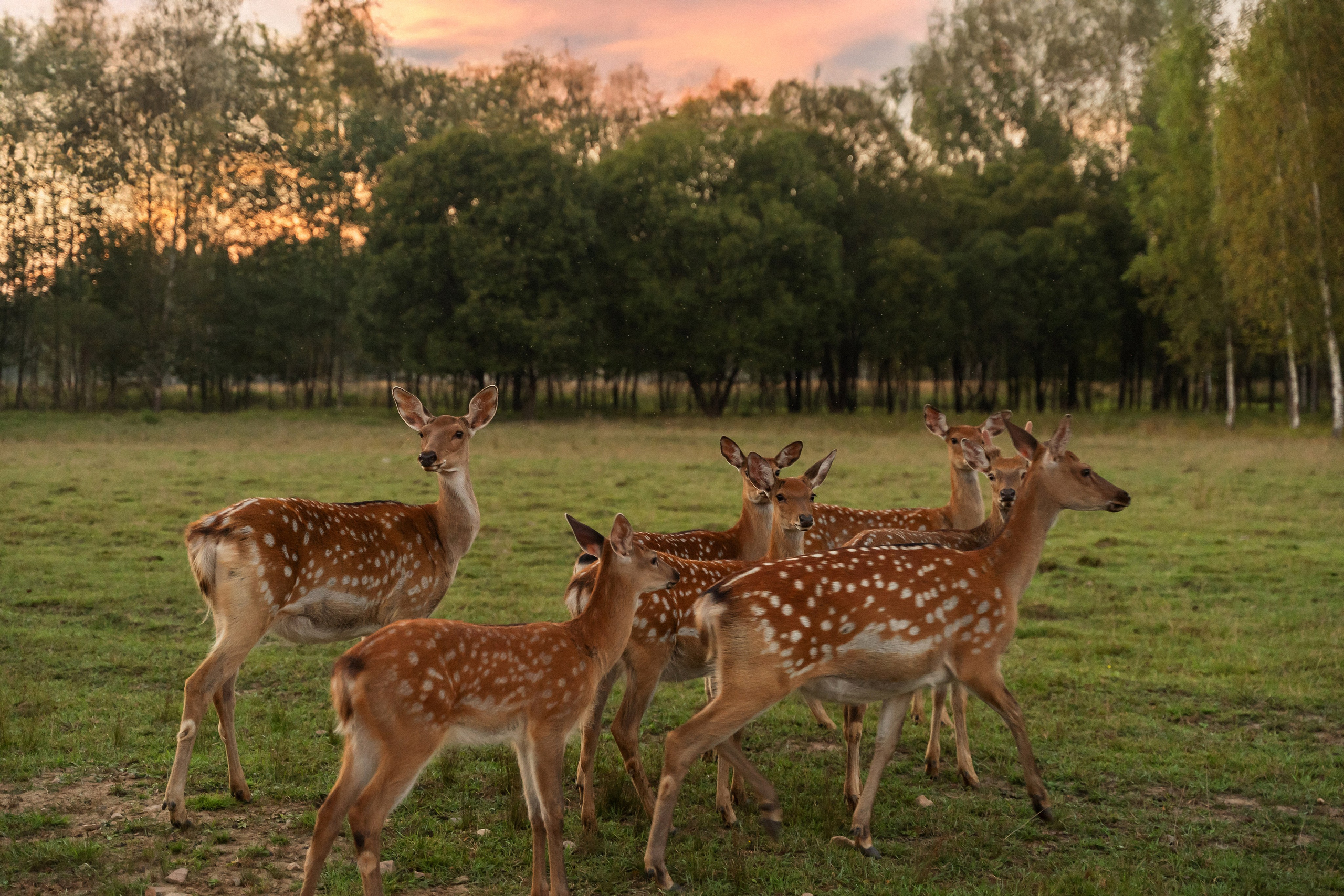 Алина и Сергей. Фотограф Алина Филимонова Тверь