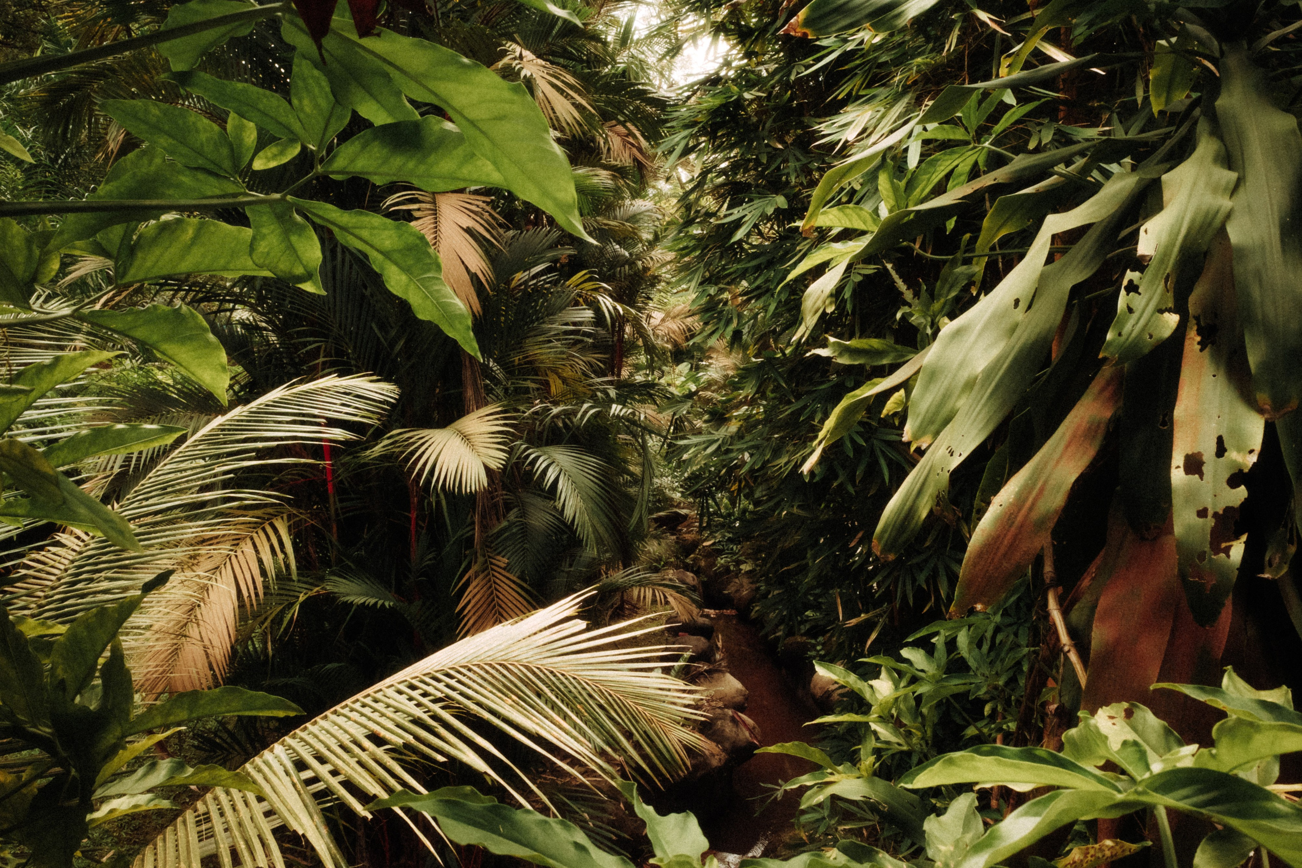 Малайзия плёнка. Свадебный фотограф в Спб Сергей Баланян