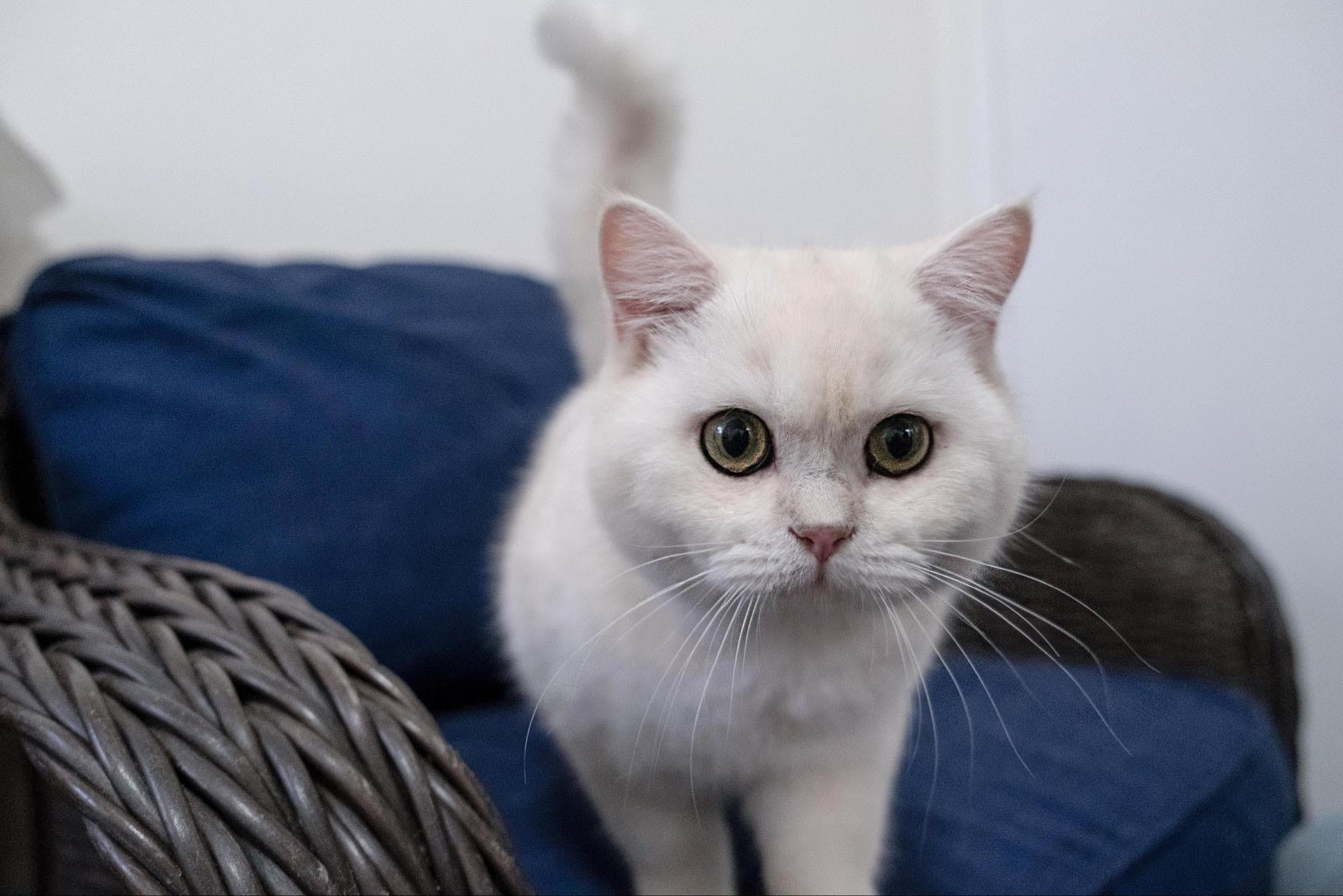 (6) Male, DB: 05.01.23, sold. British shorhair Cats