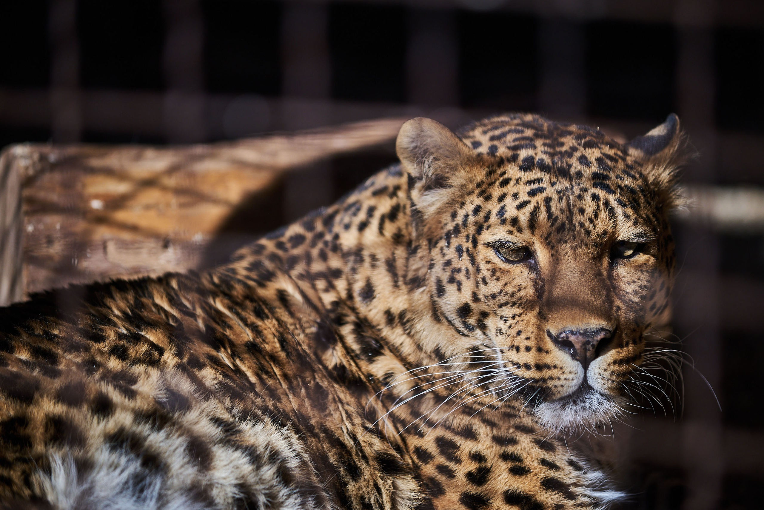 Зоопарк Иваново. Фотограф в Иваново: Каталожная съемка одежды и постельного белья, Wildberries