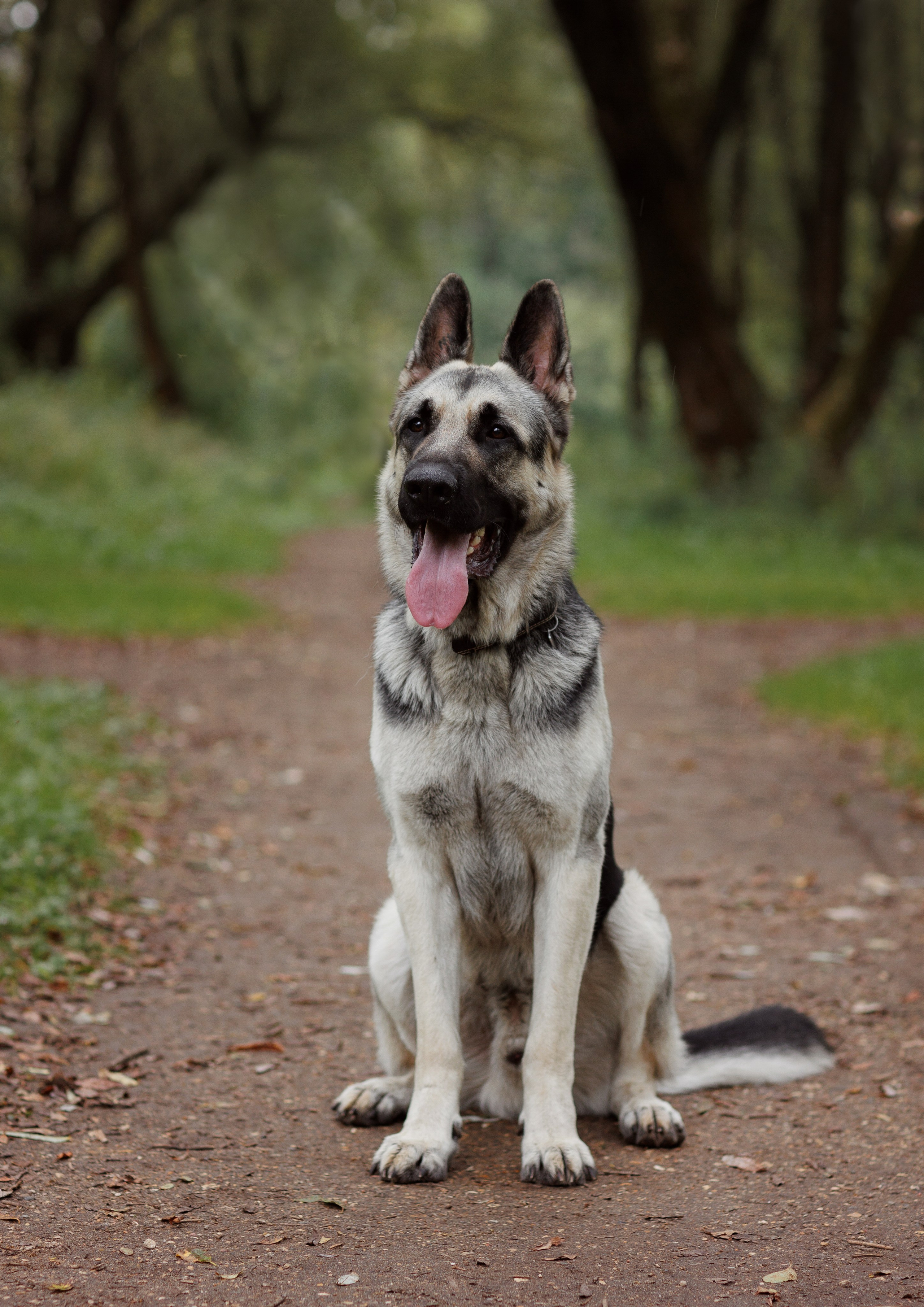 Оксана И Норд. Фотограф — Анималист Наталья Тямушева