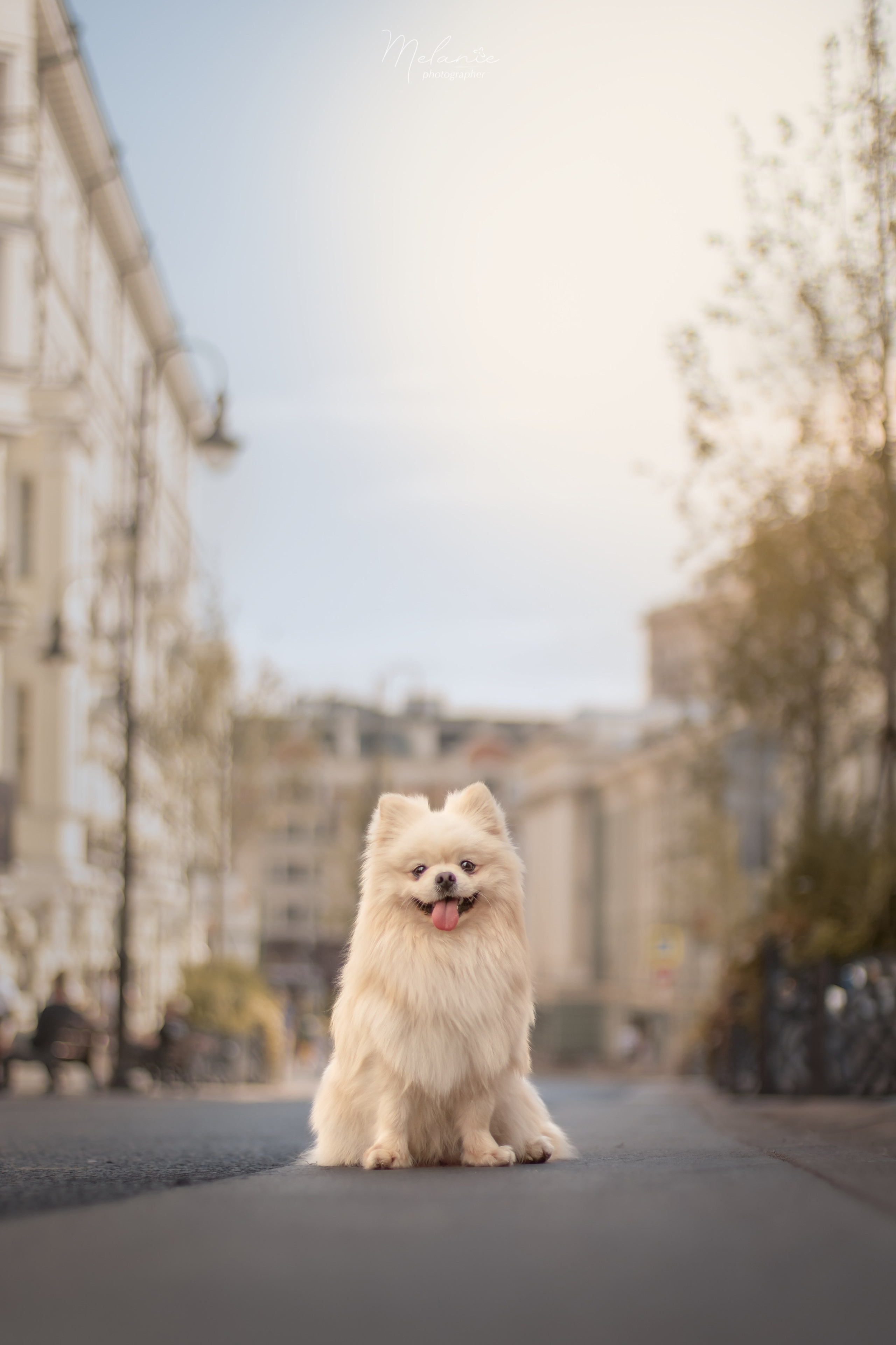 Съемки питомца. Фотограф-анималист в Москве Дорн Мелани