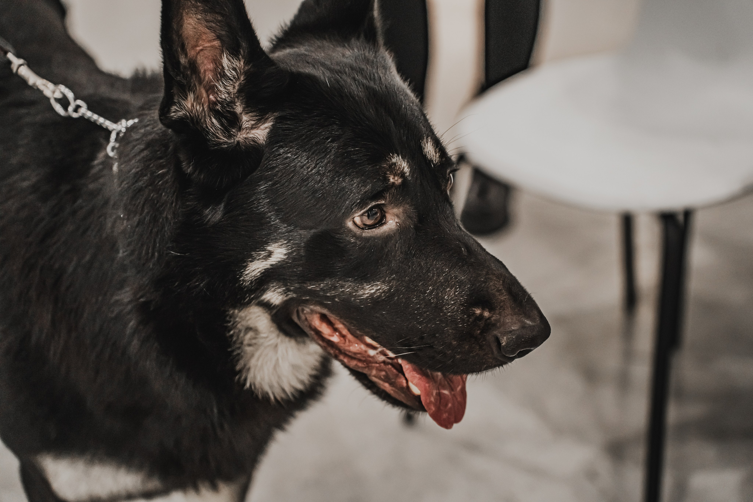 Международная выставка собак всех пород. Репортажный фотограф Анастасия Рубцова