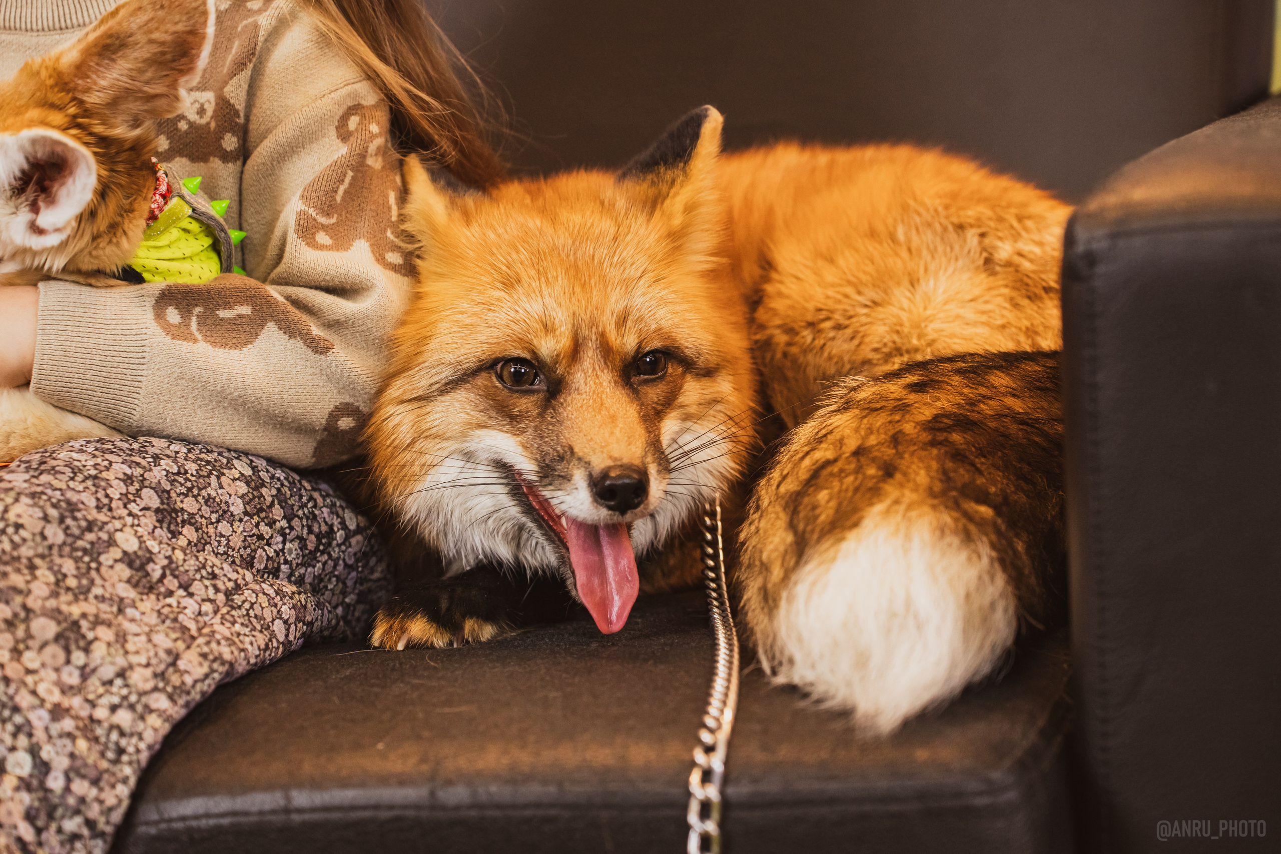 Fox Family fest. Репортажный фотограф Анастасия Рубцова