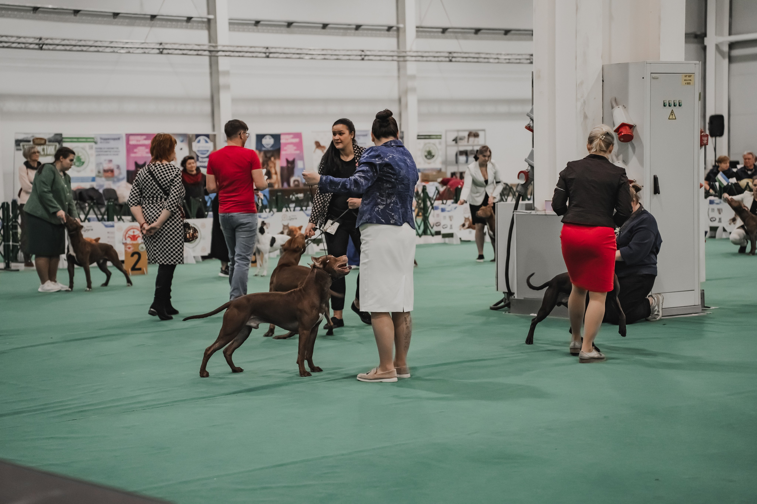 Международная выставка собак всех пород. Репортажный фотограф Анастасия Рубцова