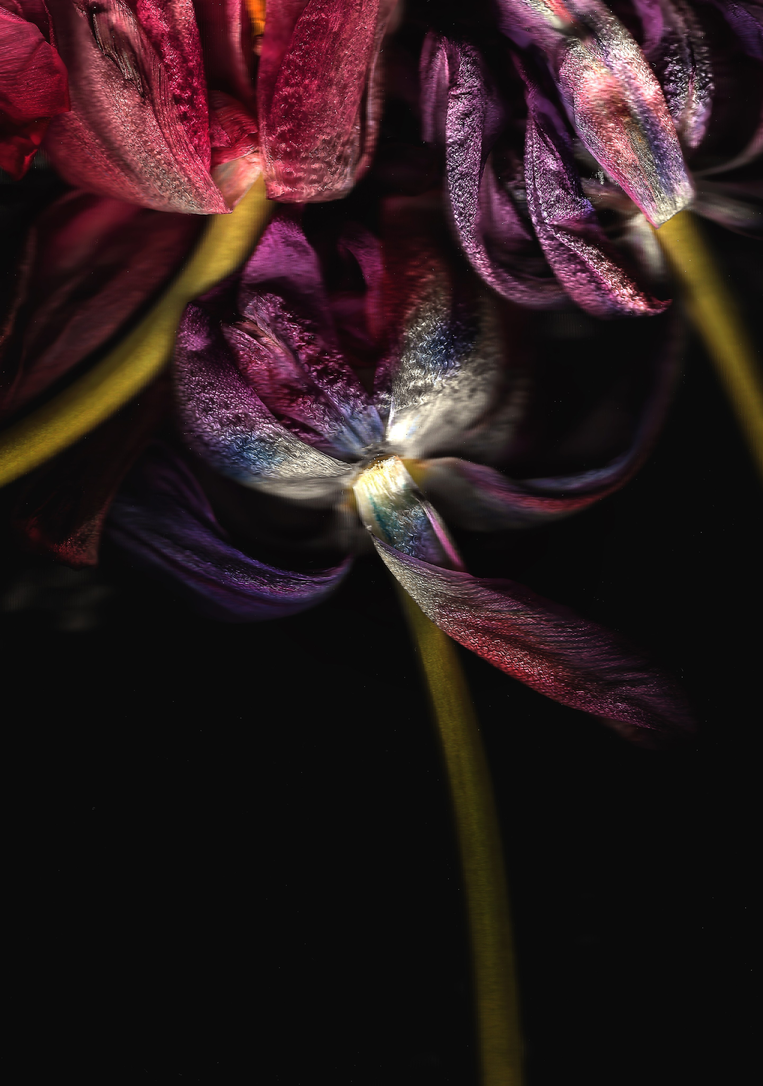 Серия „Тюльпаны“. Детский и семейный фотограф Зоя Павкина