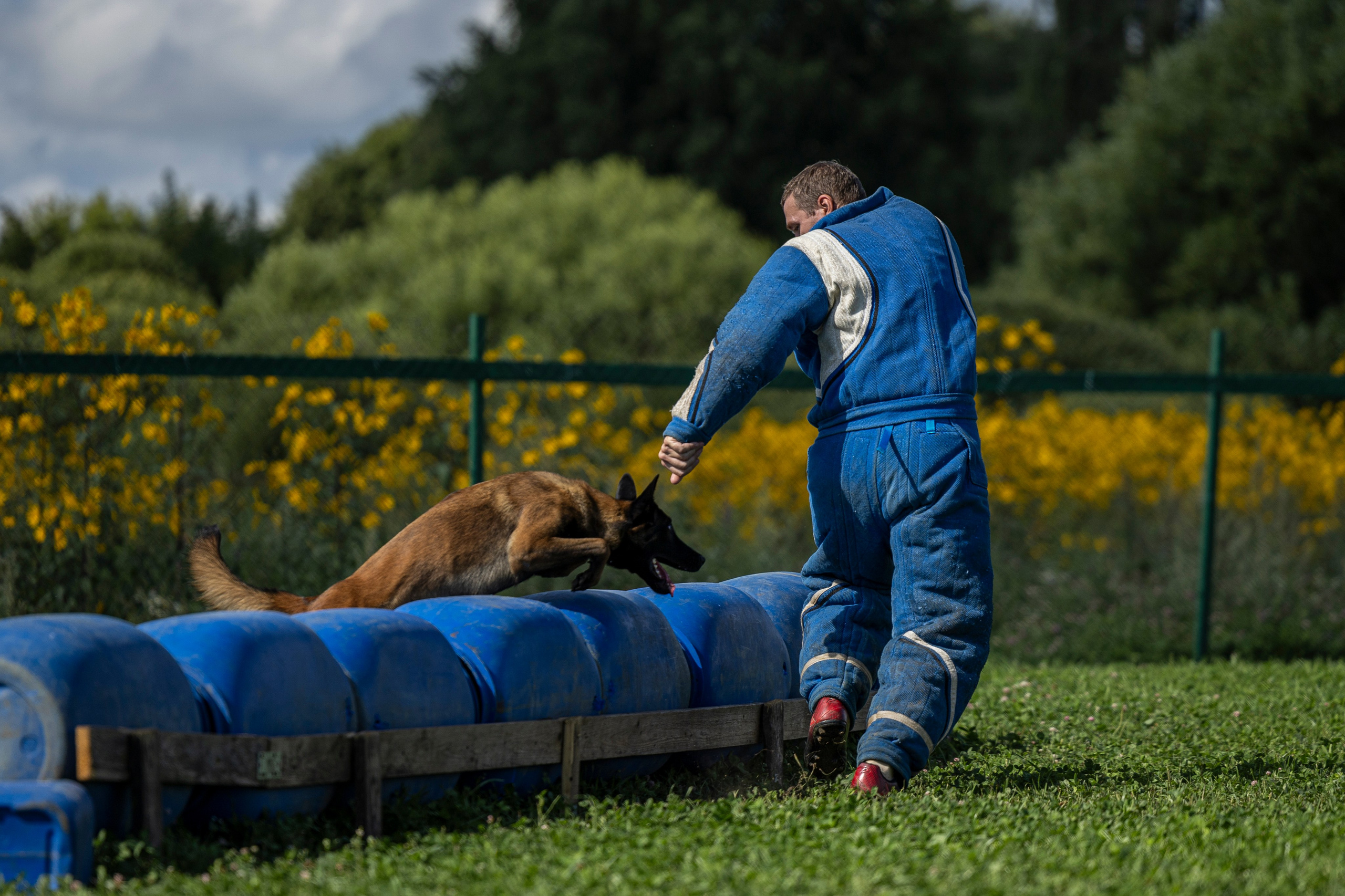 Соревнования по Мондьорингу г. Вологда 10-11.08.2024. Фотограф-анималист Анна Маринич