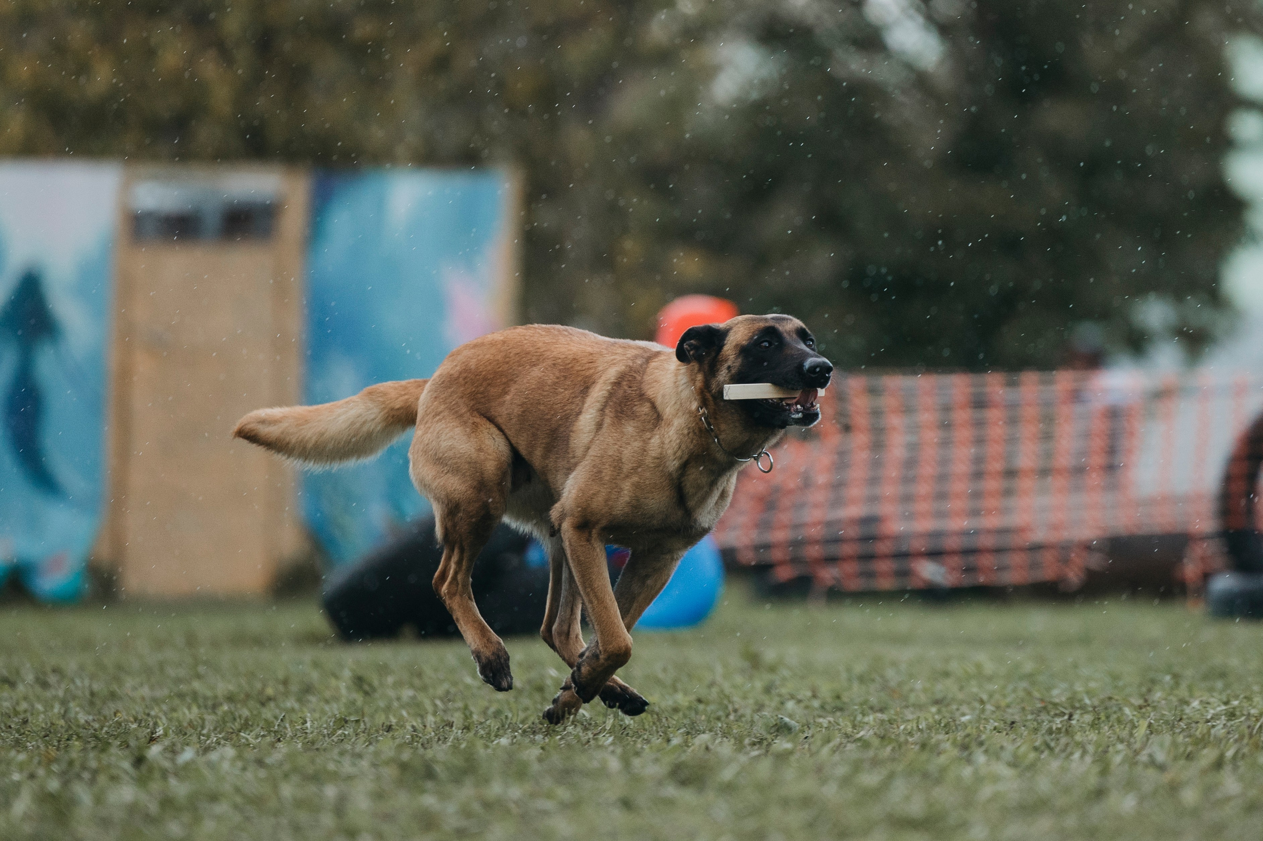 Испытания по мондьорингу г. Пушкин 29.09.2024. Фотограф-анималист Анна Маринич