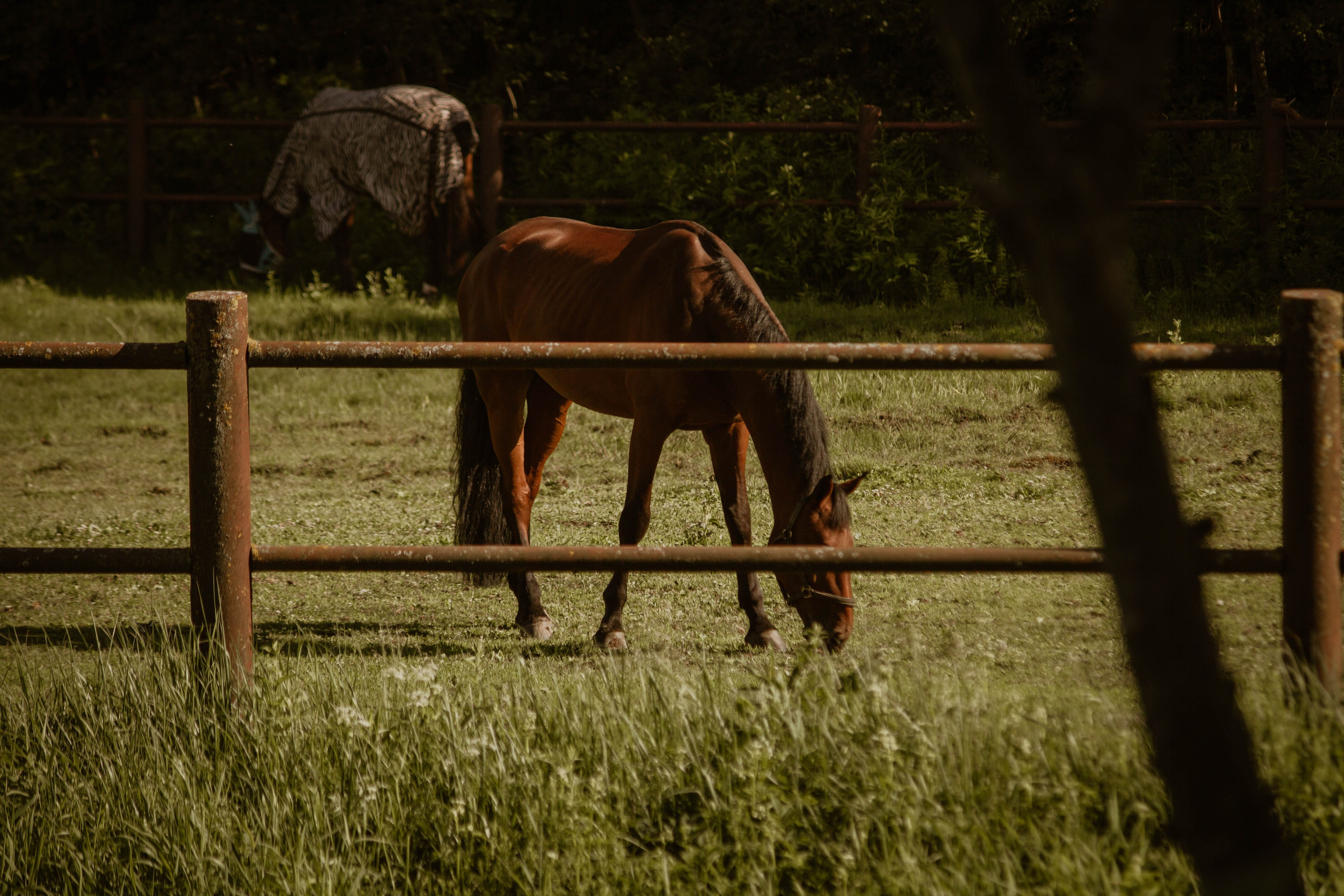 ИППОСФЕРА — Международная конная выставка. Создадим шедевр? Виталина и её фотоискусство