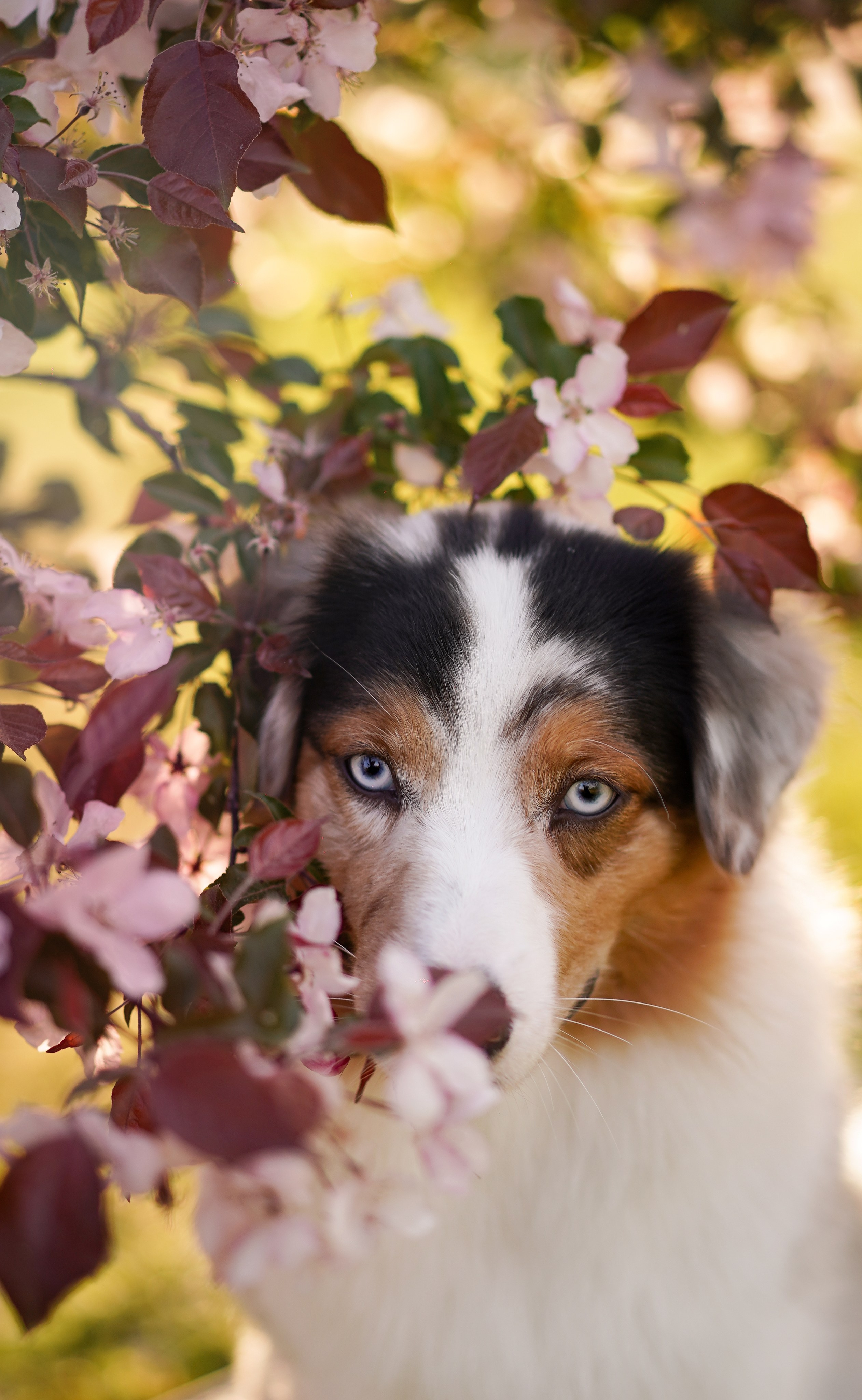 Аусси в Яблоневом саду. Фотограф-анималист в Санкт-Петербурге Яна Мартынова