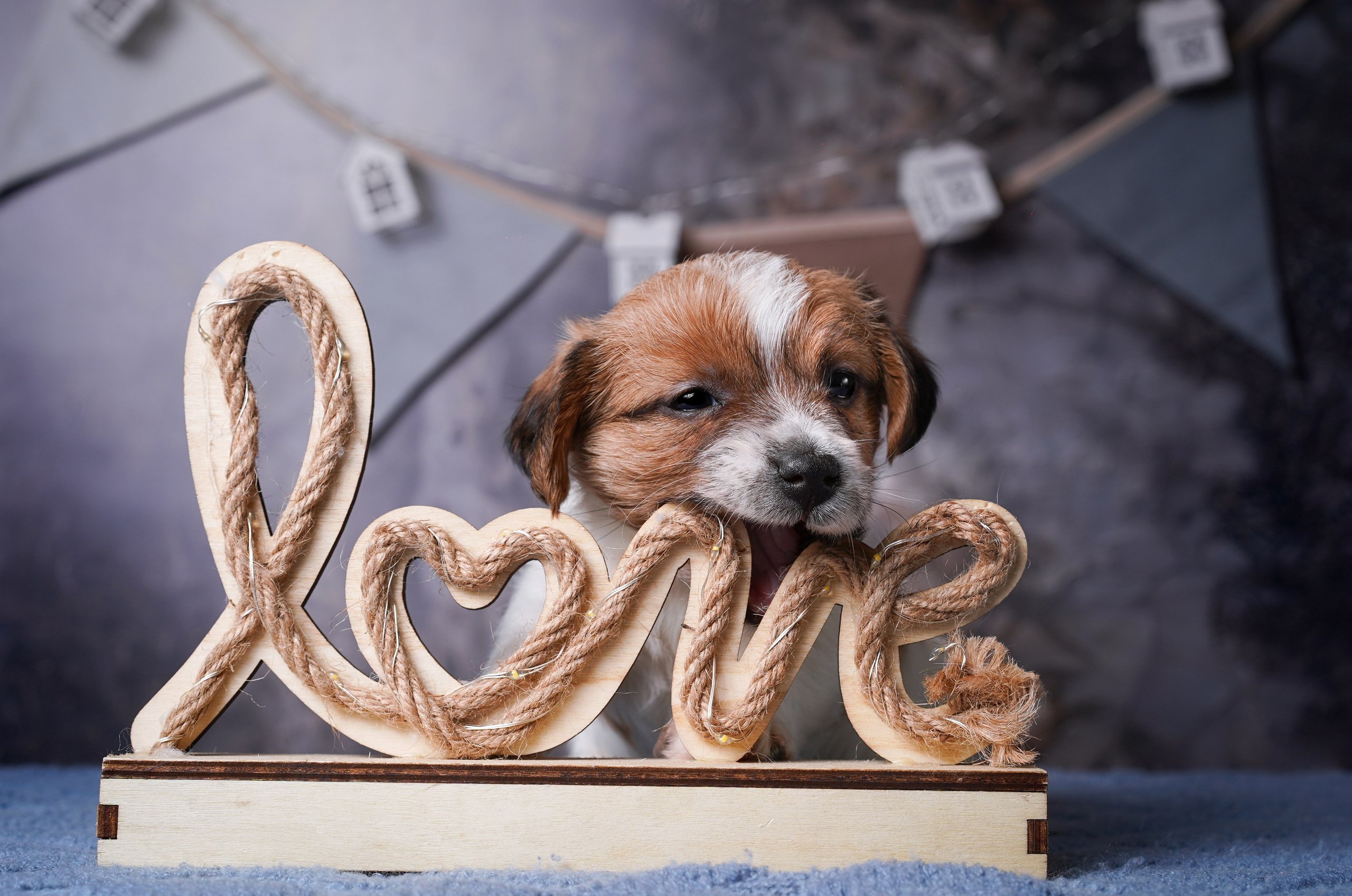 Щенули джек-рассела. Фотограф-анималист в Санкт-Петербурге Яна Мартынова