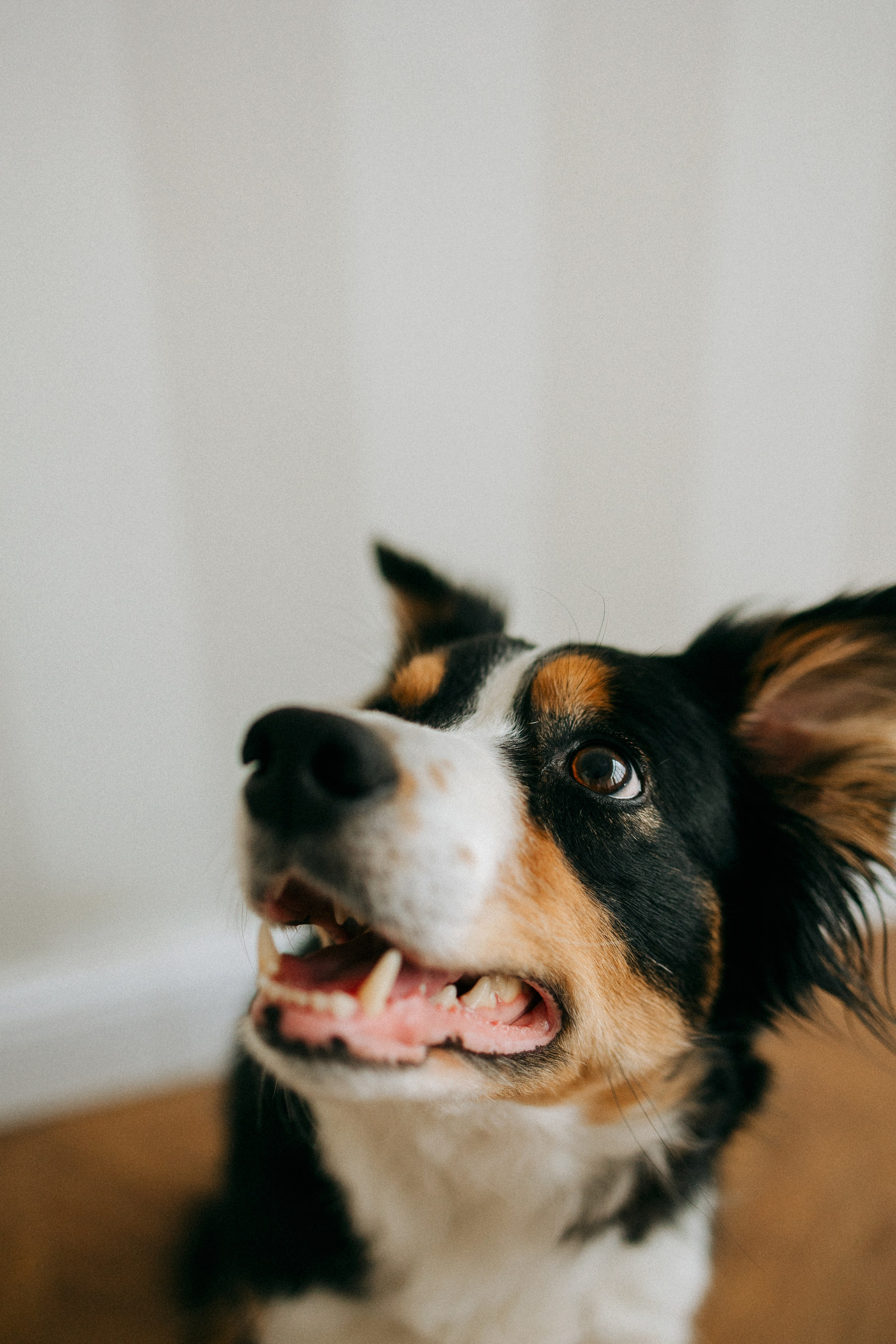 Цунами, Теон и Женя. Фотограф анималист Анастасия Пикей