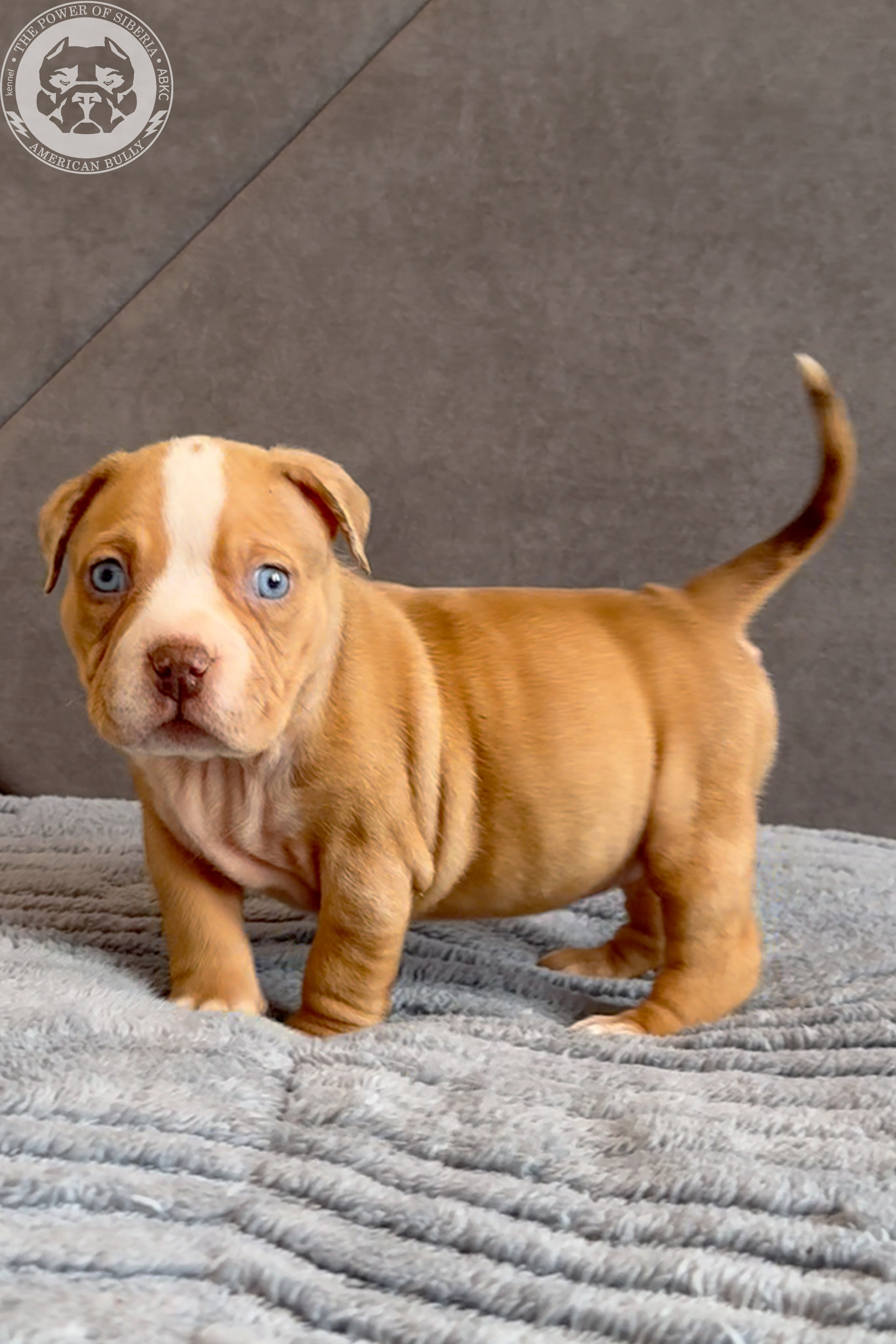 Свободные щенки Американский Булли, в типах покет, классик, стандарт. Американский Булли в г. Ростов-на-Дону. Питомник THE POWER OF SIBERIA