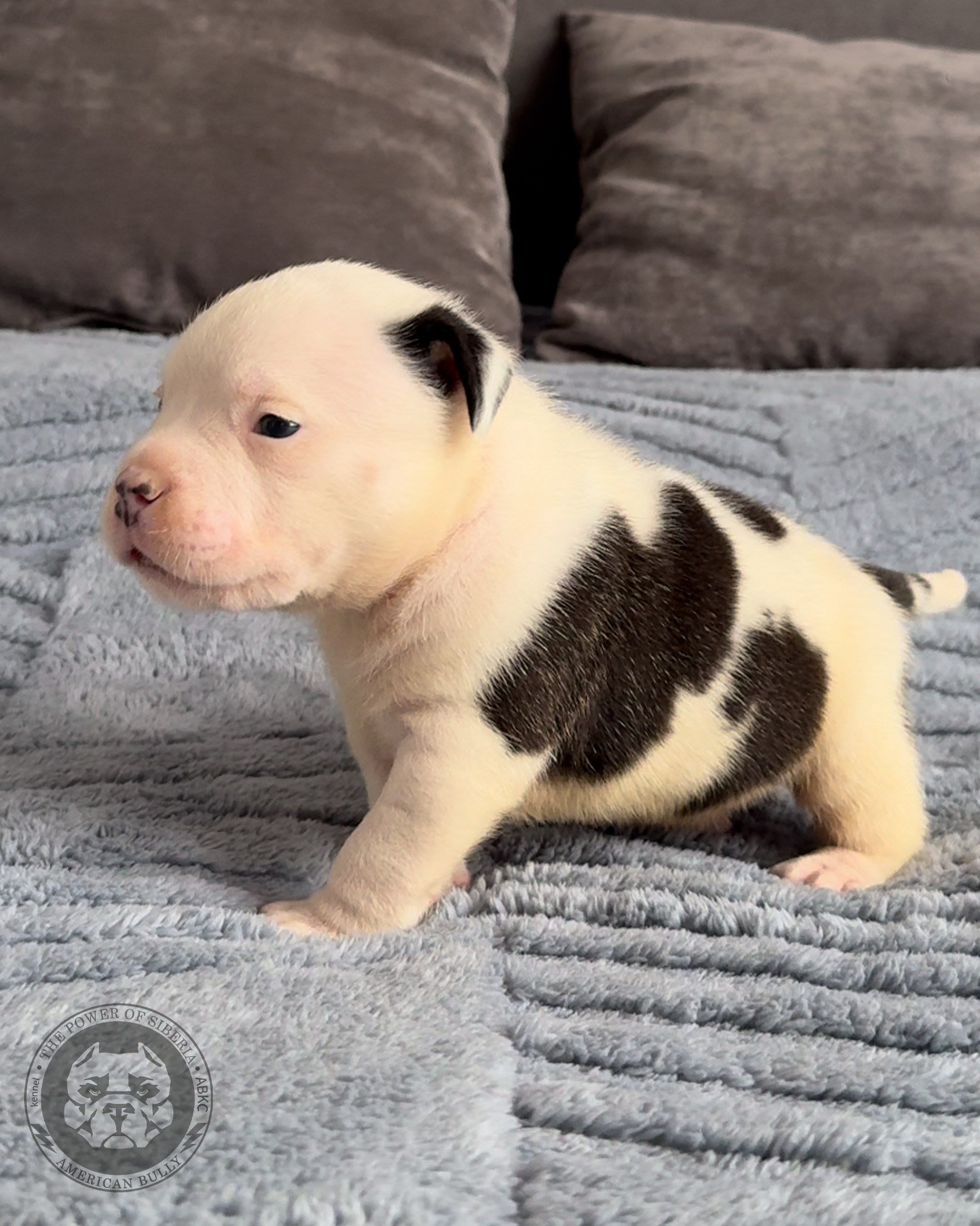 Свободные щенки Американский Булли, в типах покет, классик, стандарт. Американский Булли в г. Ростов-на-Дону. Питомник THE POWER OF SIBERIA