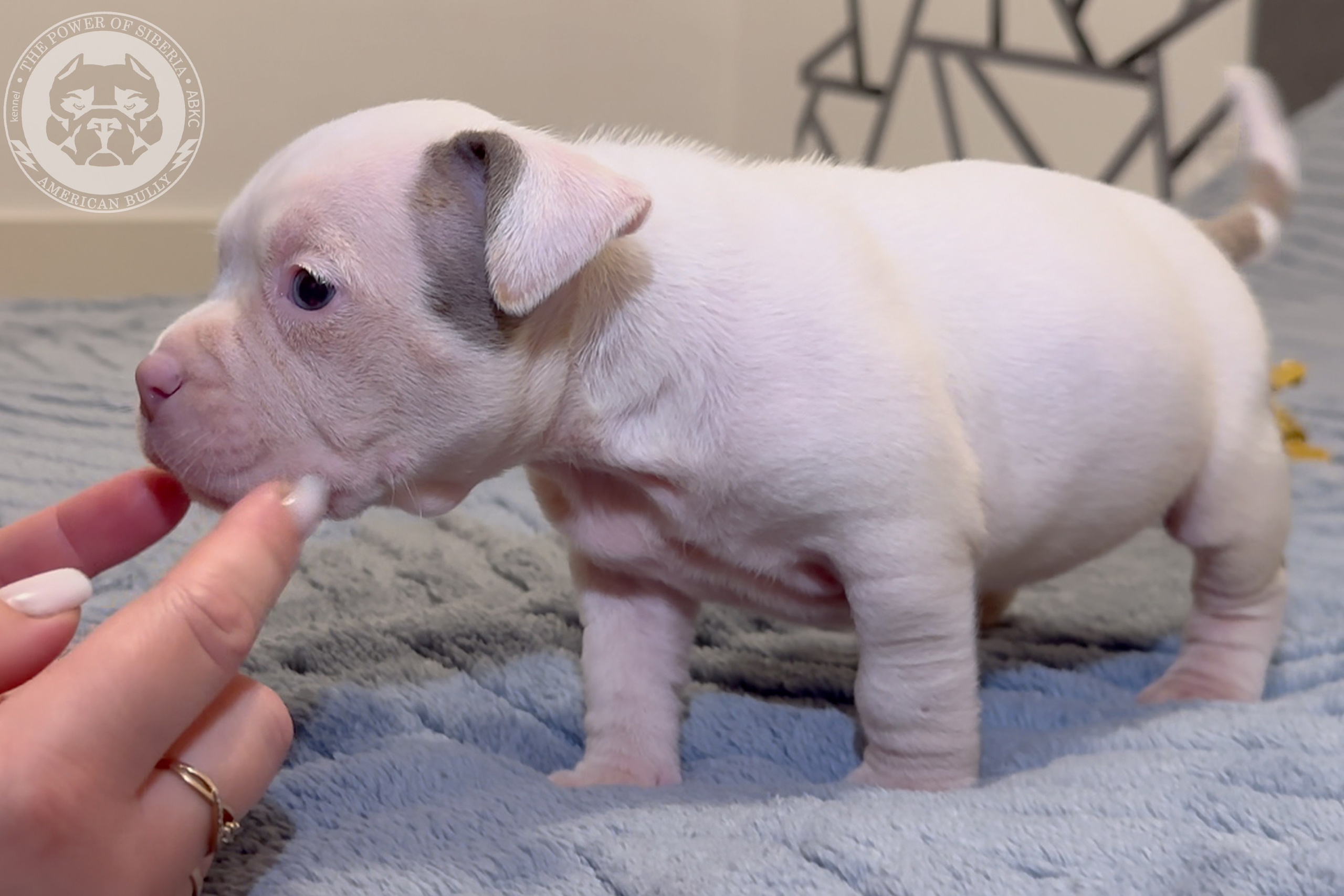 Свободные щенки Американский Булли стандарт и Свободные щенки Американский Булли классик. Американский Булли в г. Ростов-на-Дону. Питомник THE POWER OF SIBERIA