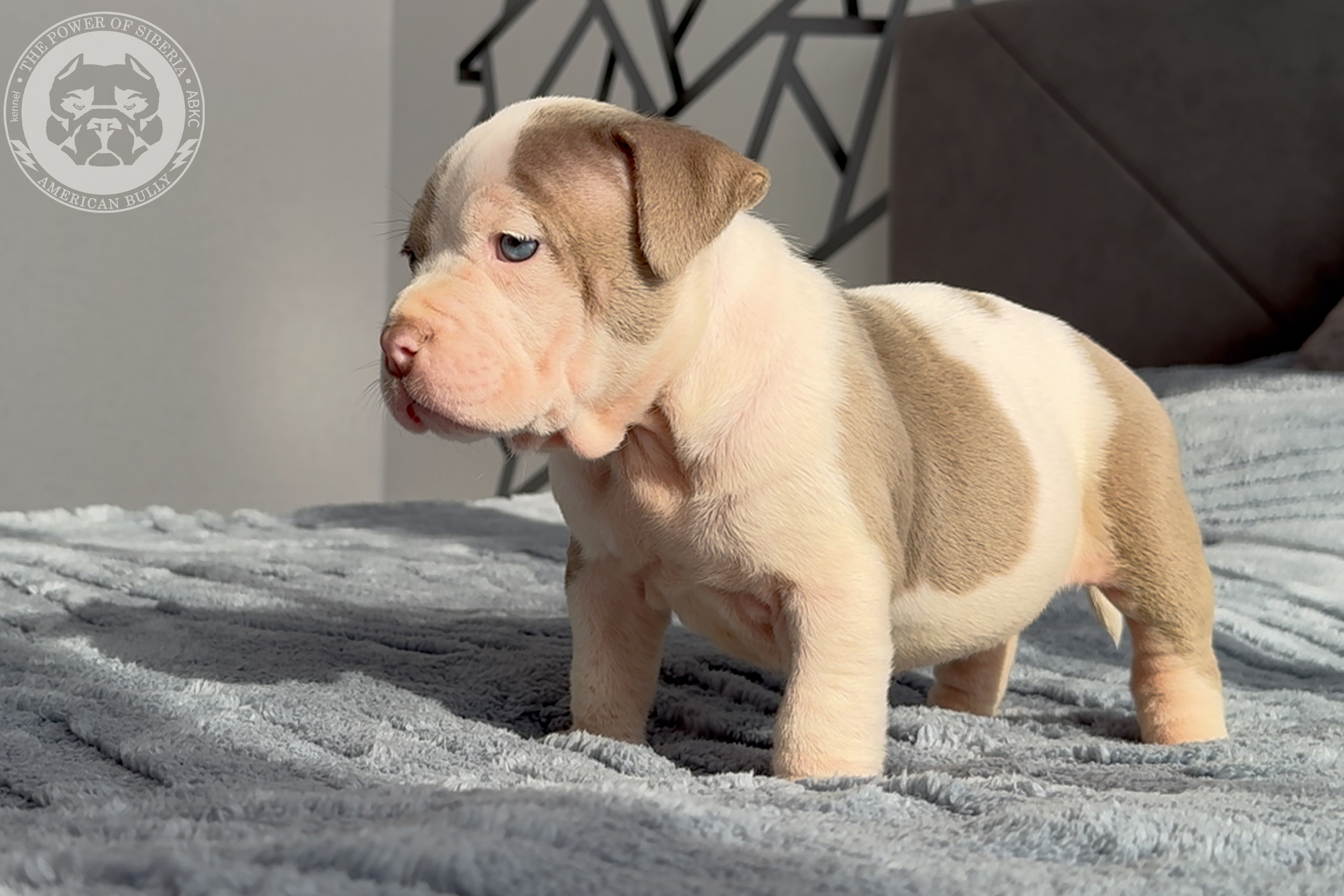 Свободные щенки Американский Булли стандарт и Свободные щенки Американский Булли классик. Американский Булли в г. Ростов-на-Дону. Питомник THE POWER OF SIBERIA