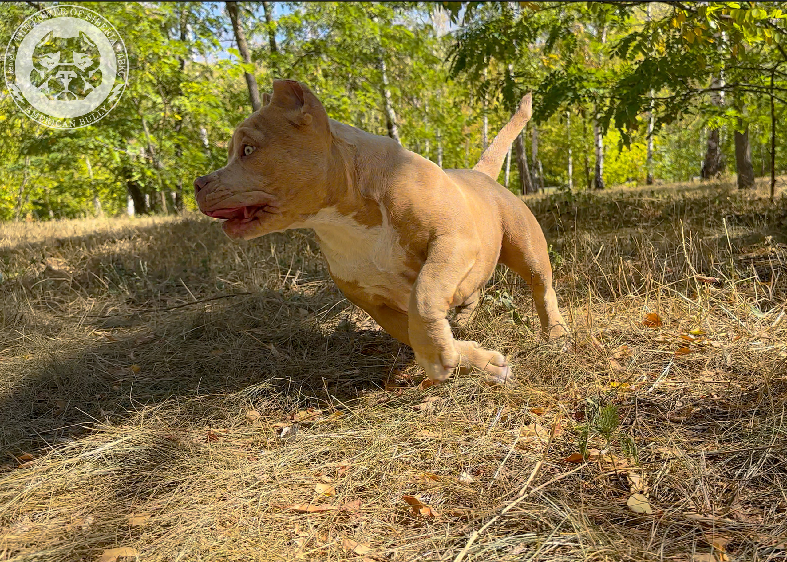 Помет Каспер и Тагира. 21.04.25. Американский Булли в г. Ростов-на-Дону. Питомник THE POWER OF SIBERIA