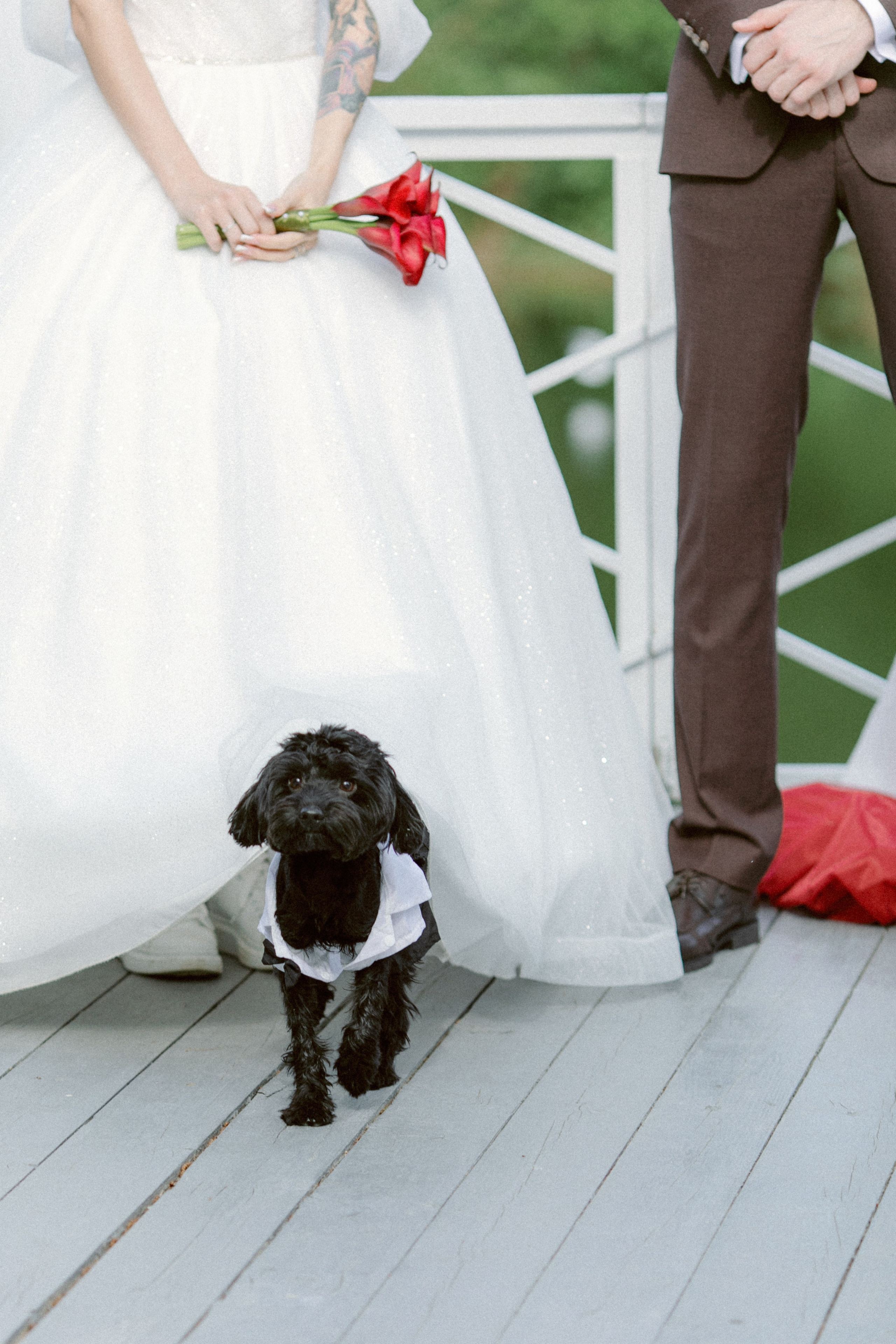 Dog Friendly. Свадебный и репортажный фотограф