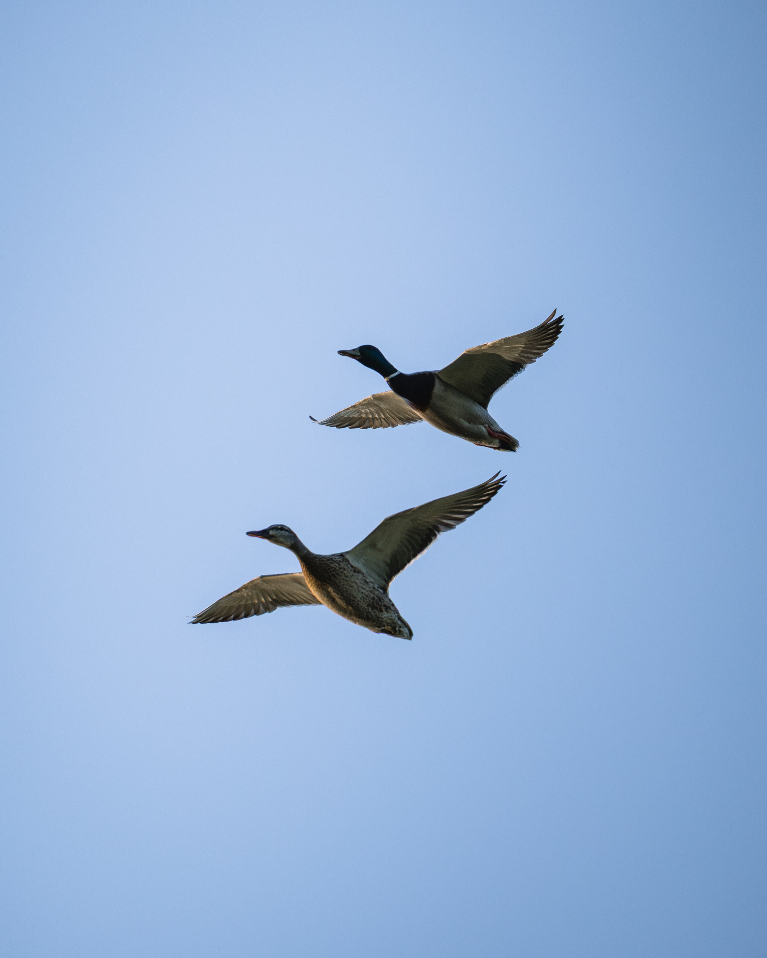 Voronezh 2026. Anton Chernov | Wildlife photographer