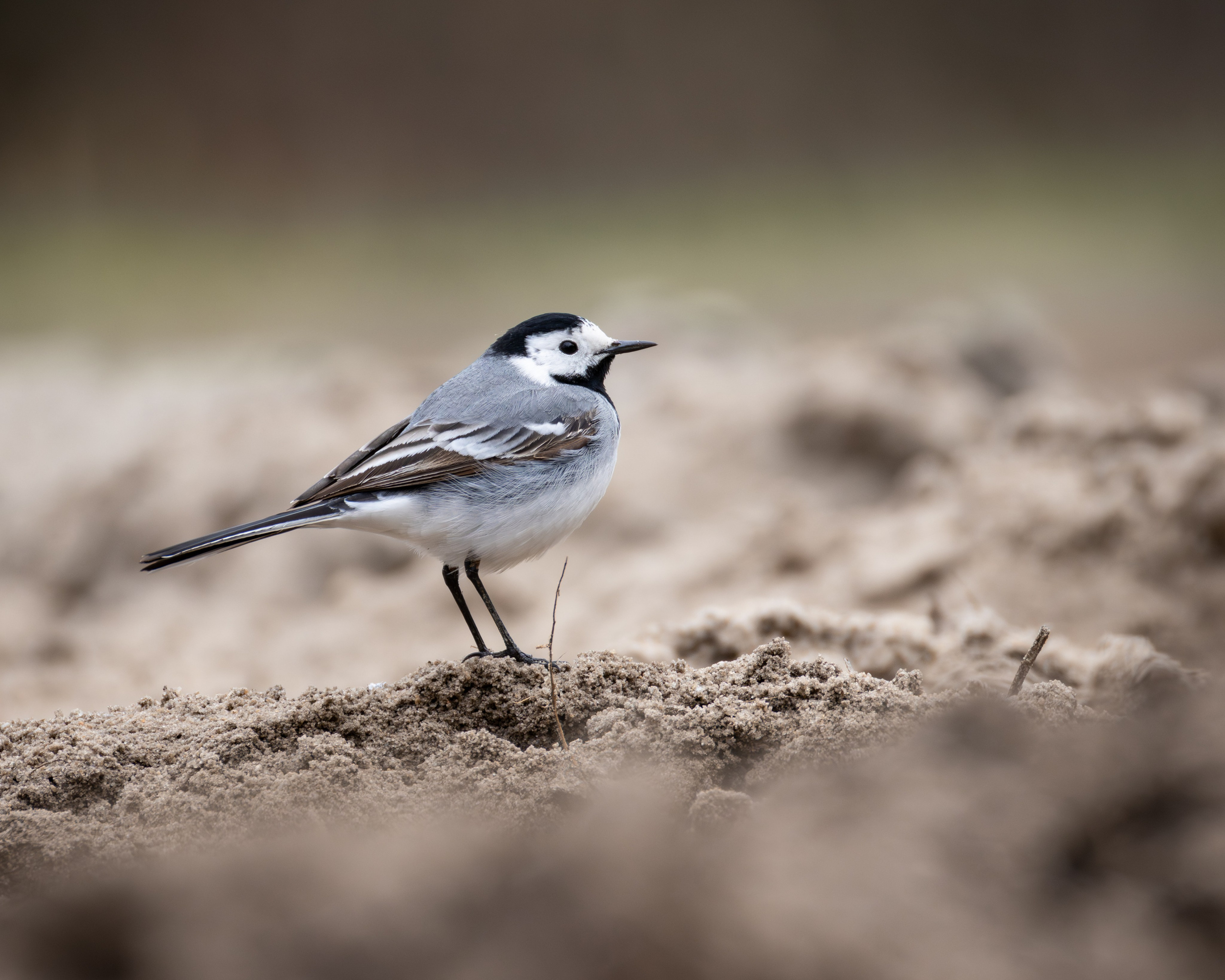 Voronezh 2025. Anton Chernov | Wildlife photographer