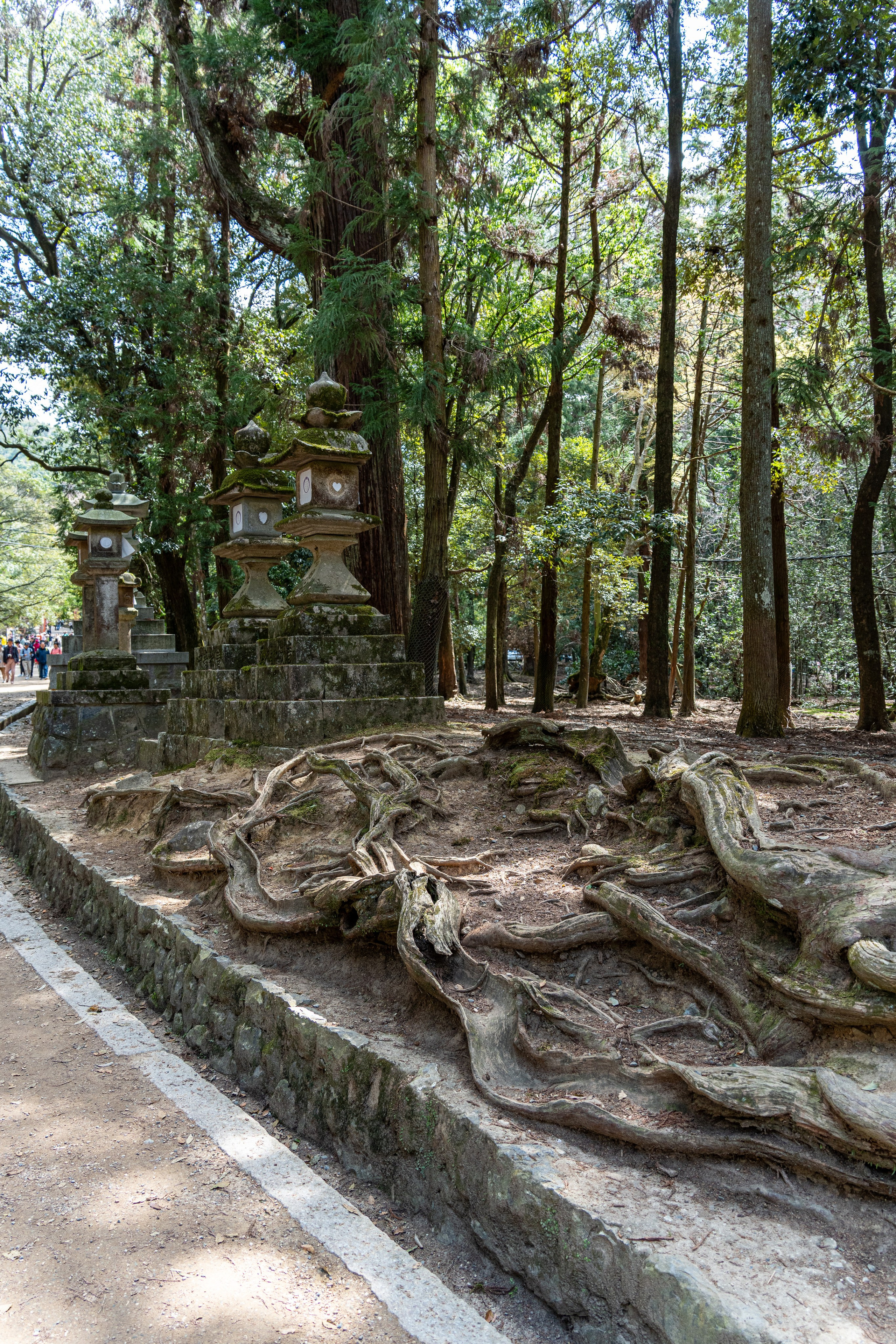 Япония, сакура. Творческие сьемки