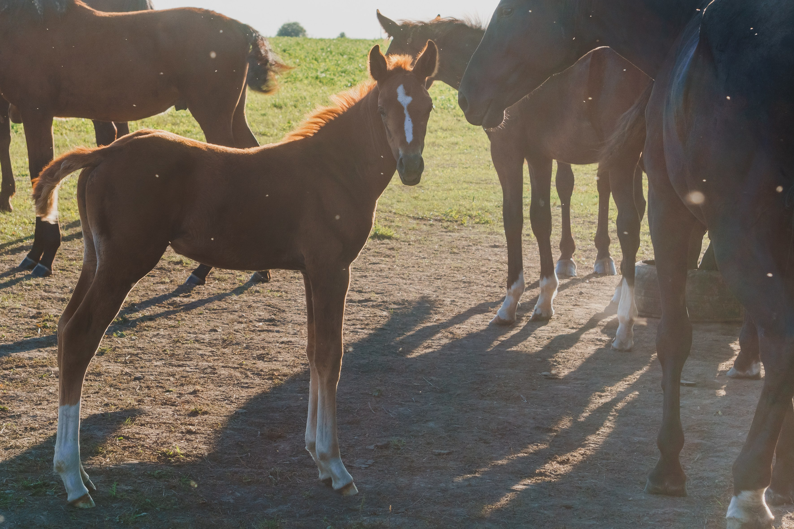 Life with horse. Saamill