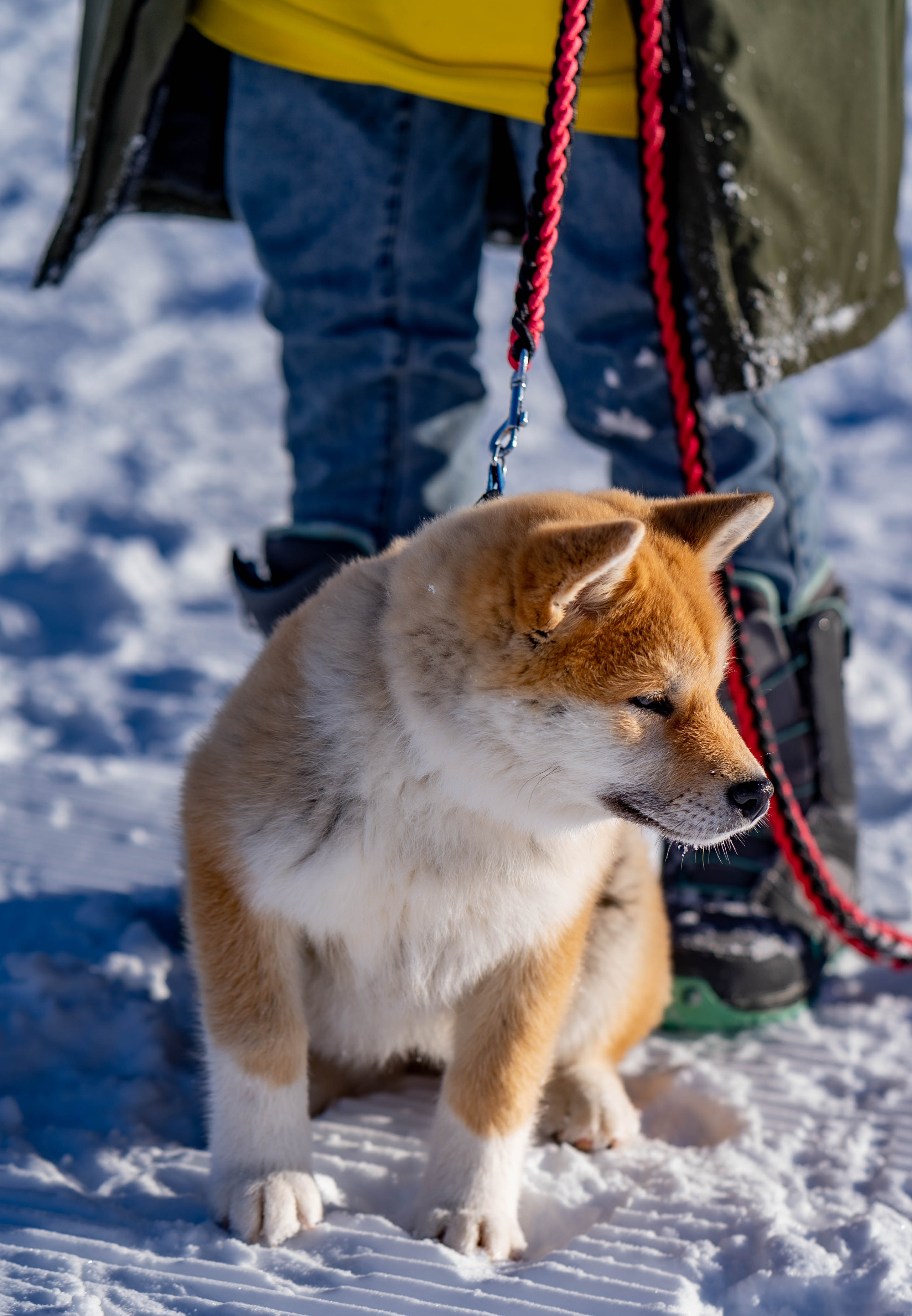 Эссо фото. Фотограф Ворошилов Дмитрий. Эссо. Камчатка