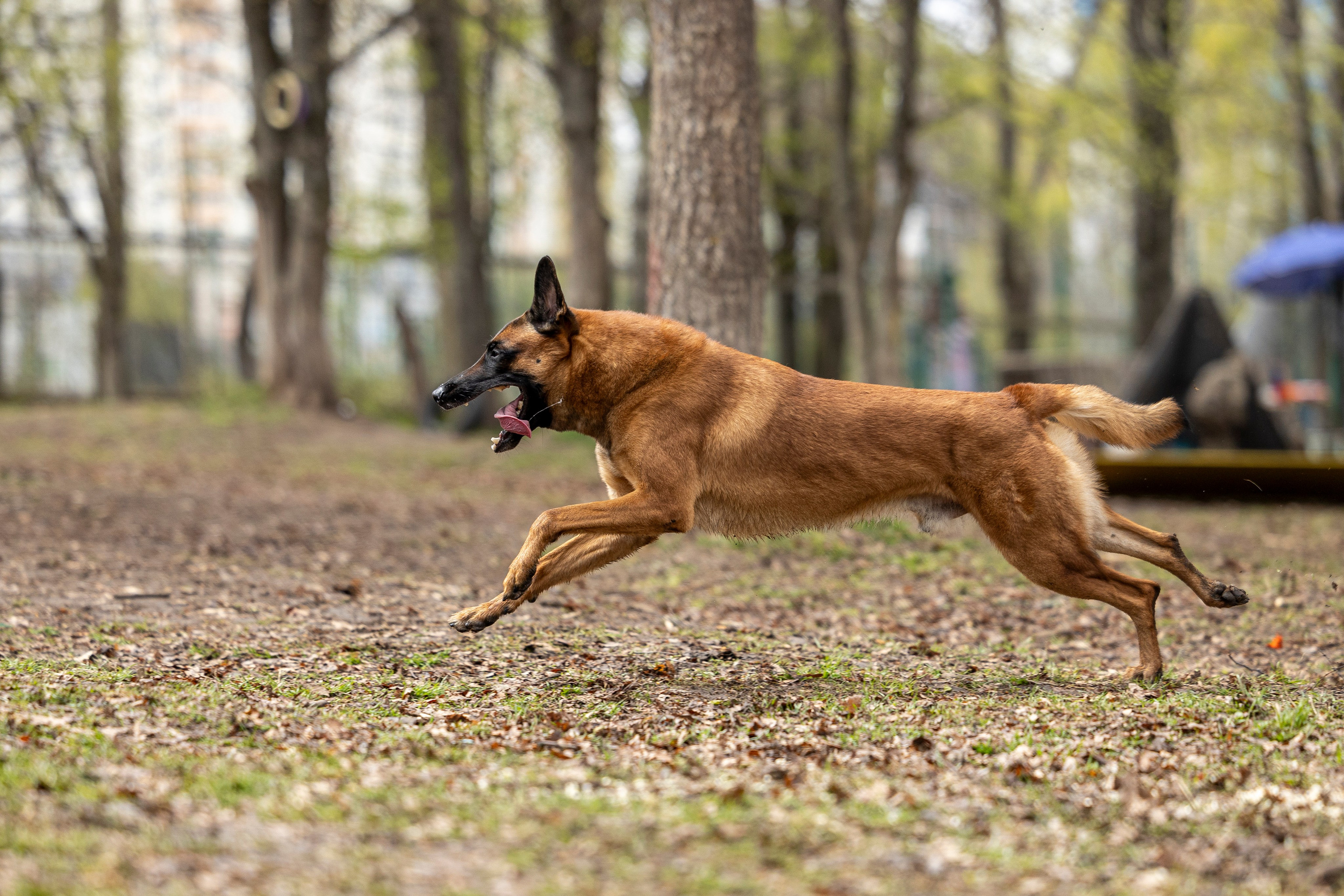 Квалификационные состязания по мондьорингу г. Вологда 11.05.24. Фотограф-анималист Анна Маринич