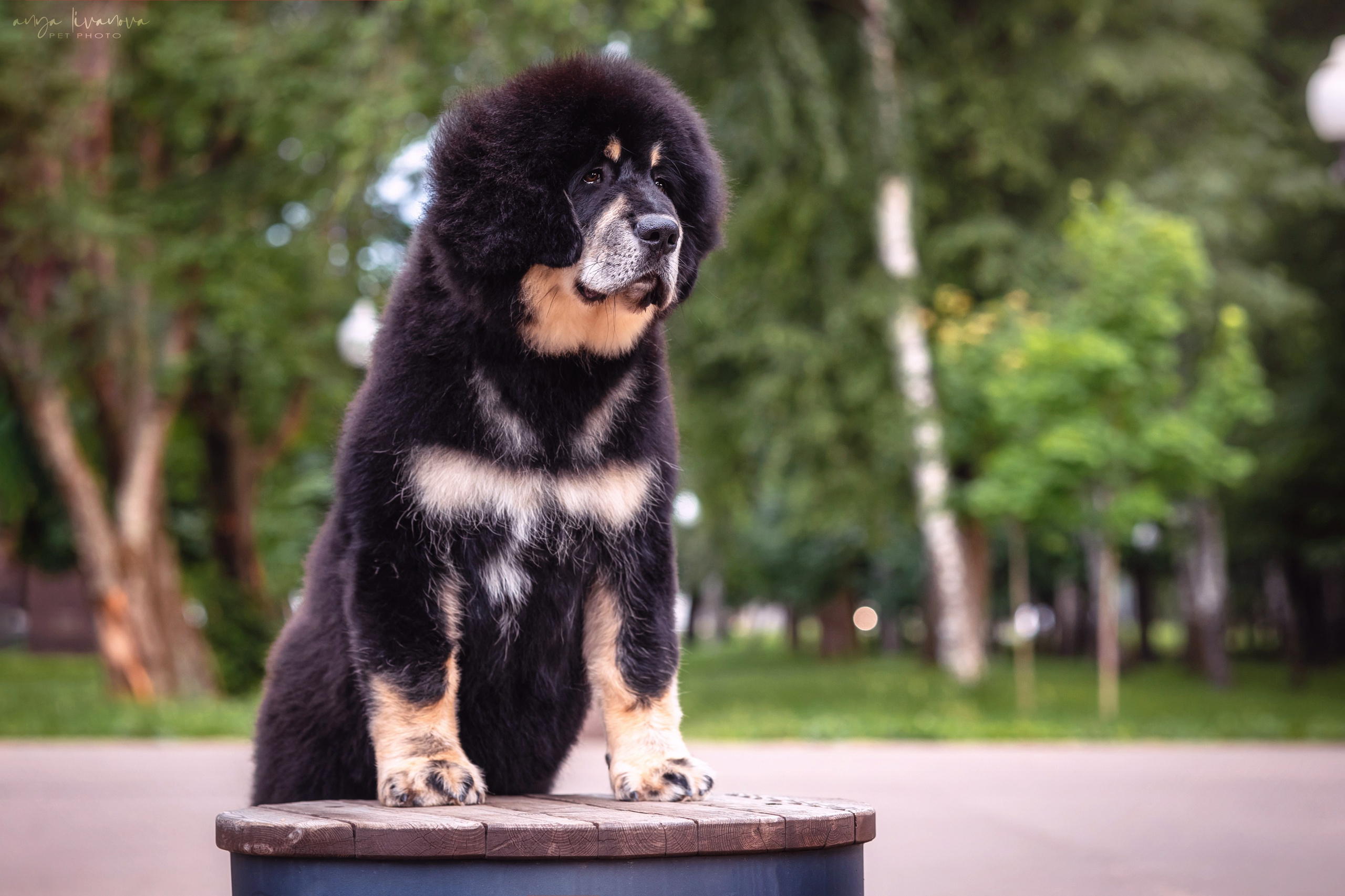 Лео. Фотограф анималист Аня Ливанова | Рыбинск