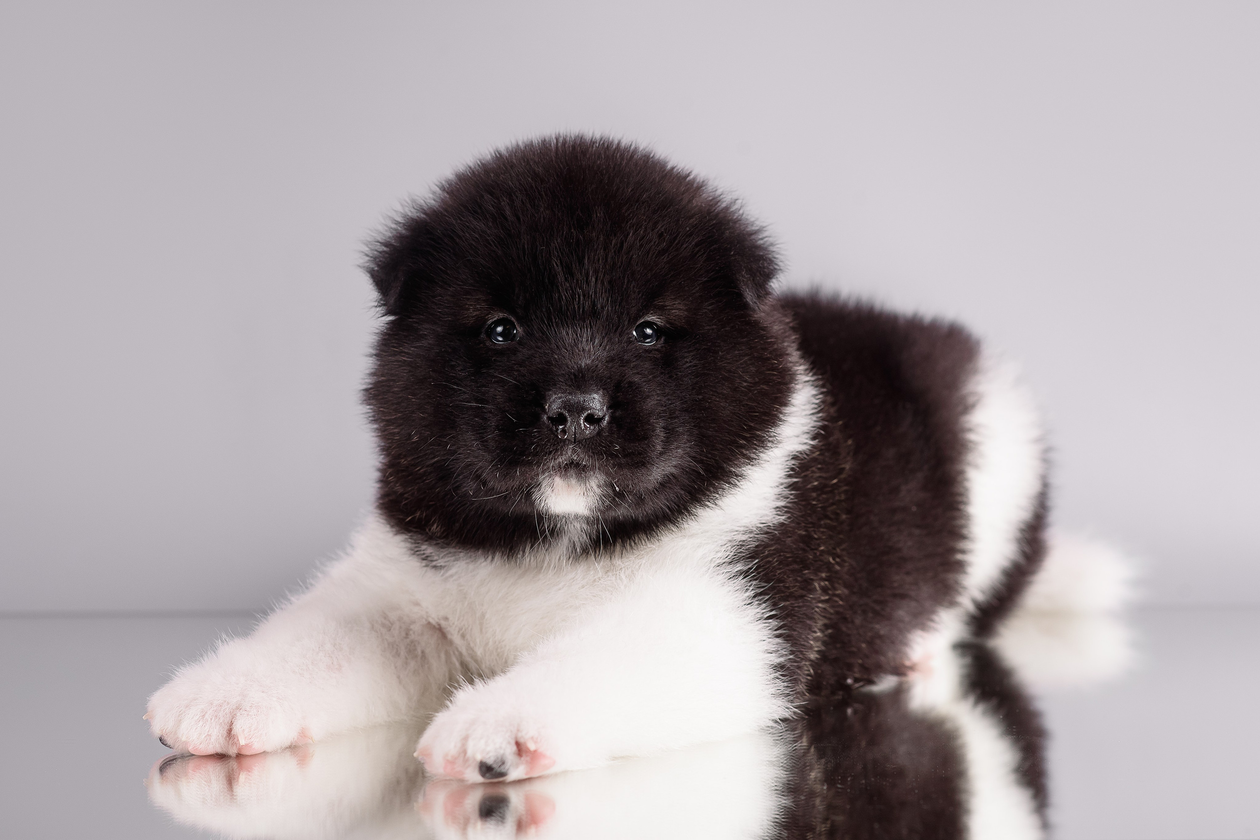 Щенки Американской Акиты — 04.11.2024. Фотограф — Анималист | Анна Абрамова