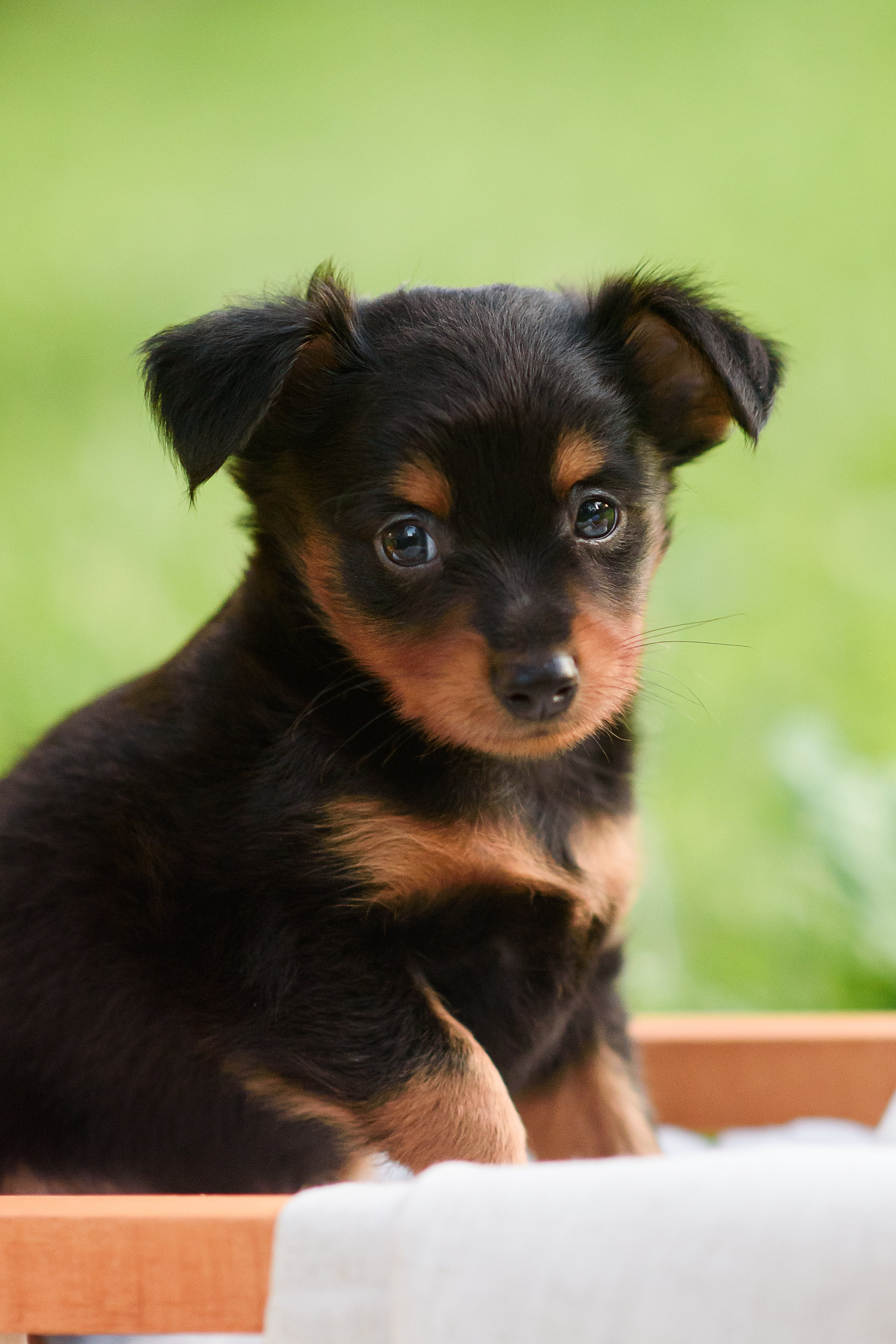 Щенки Пражских крысариков — 03.08.2024. Фотограф — Анималист | Анна Абрамова