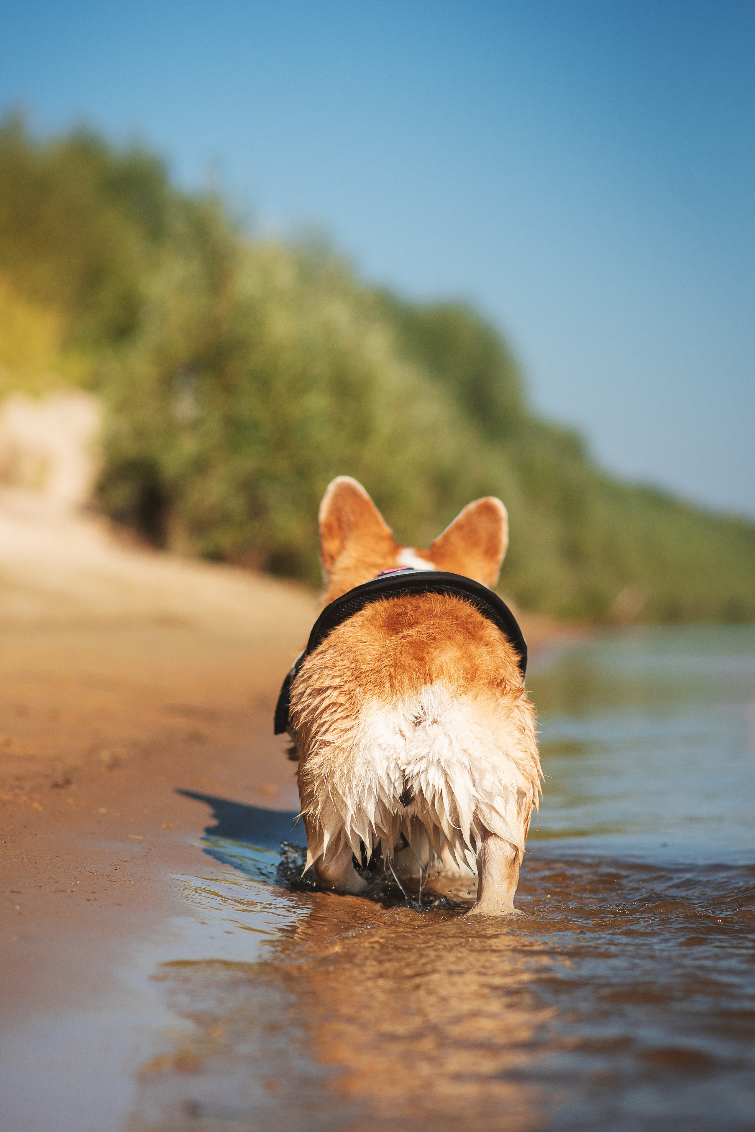 Майк и Лея — 29.08.2024. Фотограф — Анималист | Анна Абрамова