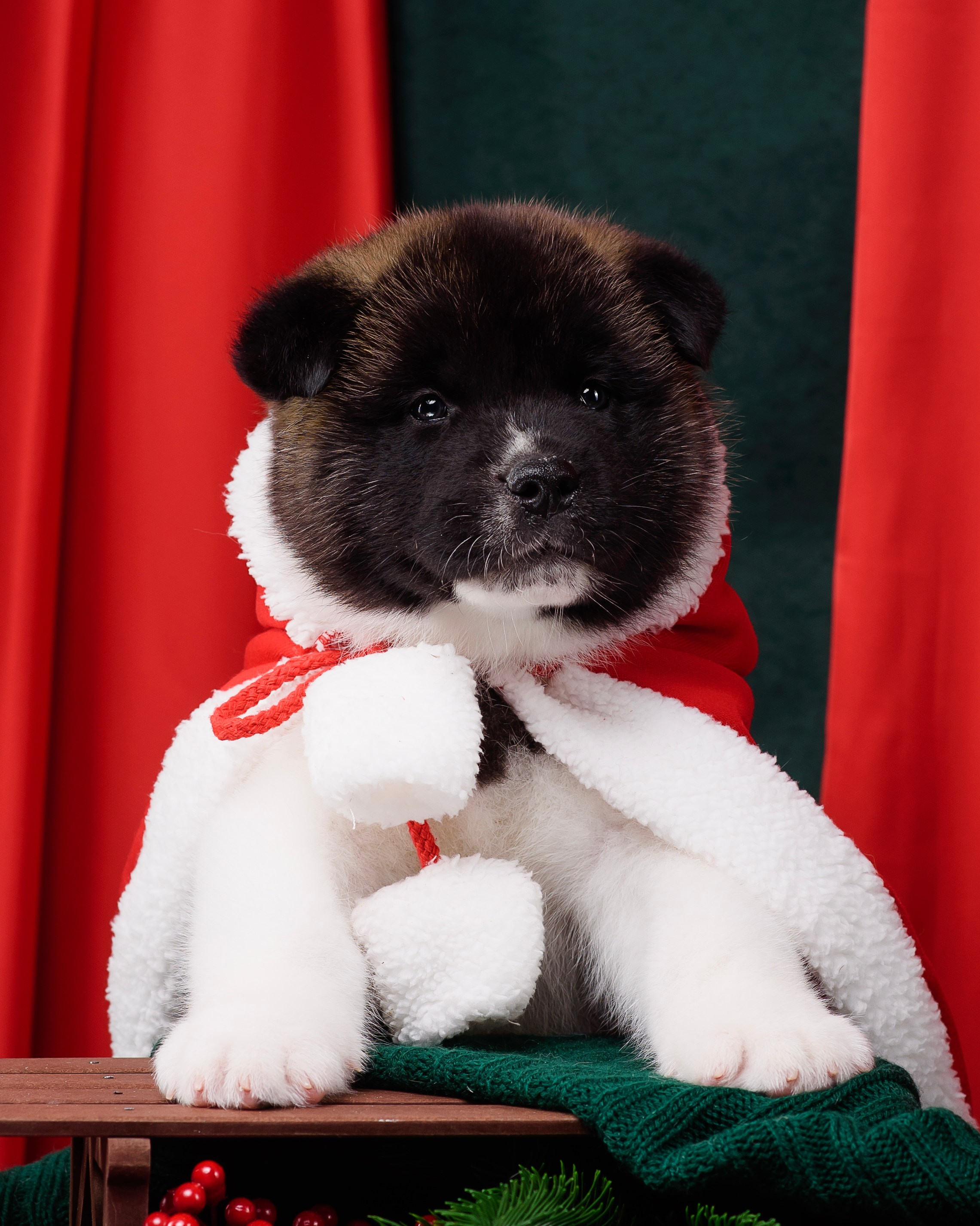 Щенки Американской Акиты. Фотограф — Анималист | Анна Абрамова