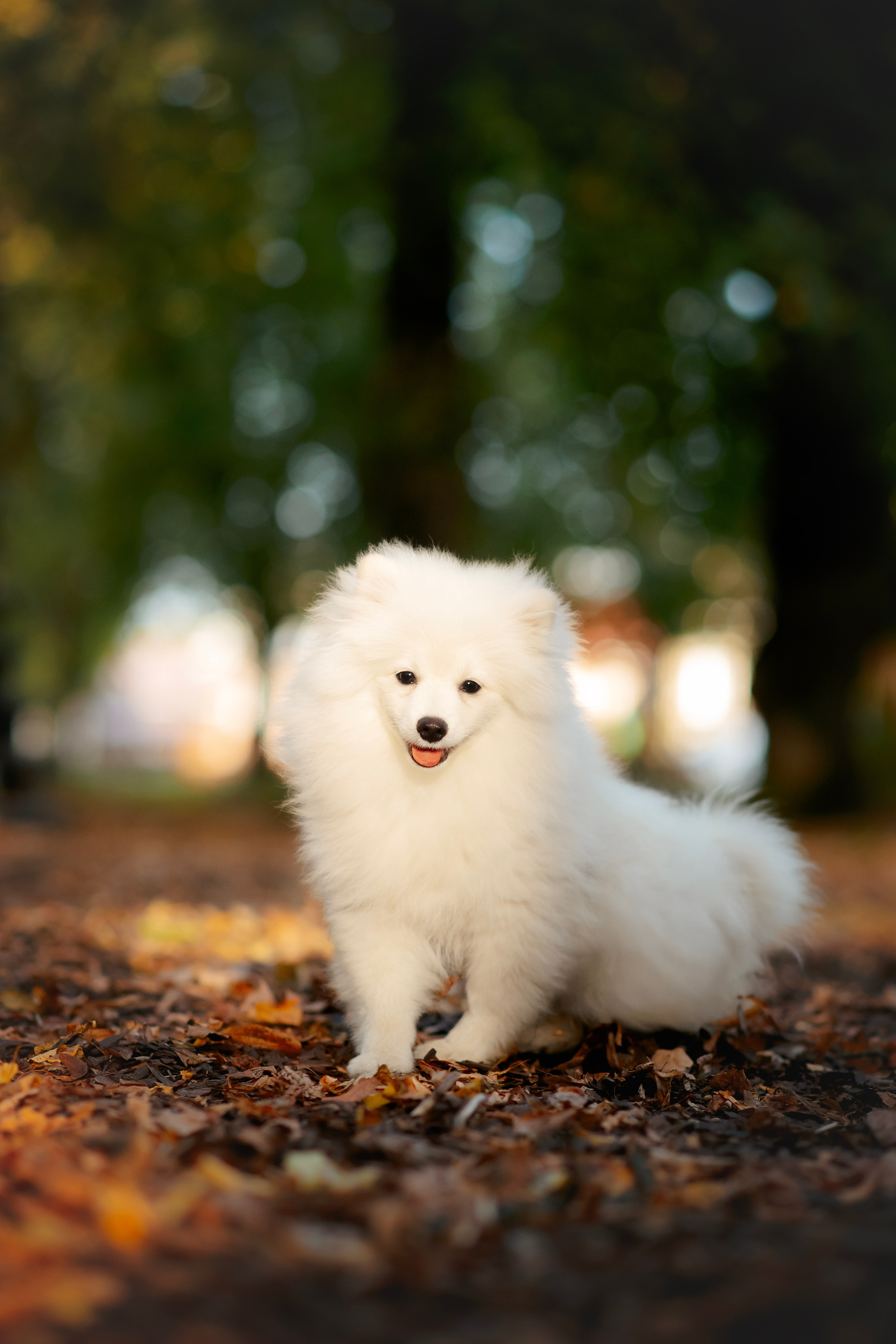 Малый немецкий шпиц — 18.09.2025. Фотограф — Анималист | Анна Абрамова