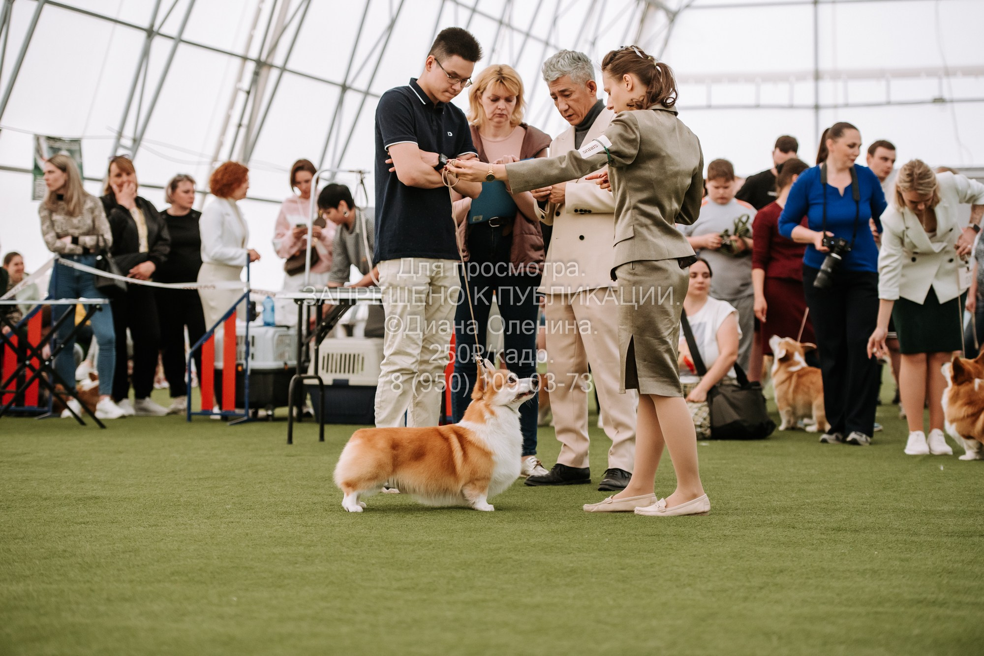Выставка собак Красноярск 2.06. Фотограф Диана Оленина Красноярск / Братск
