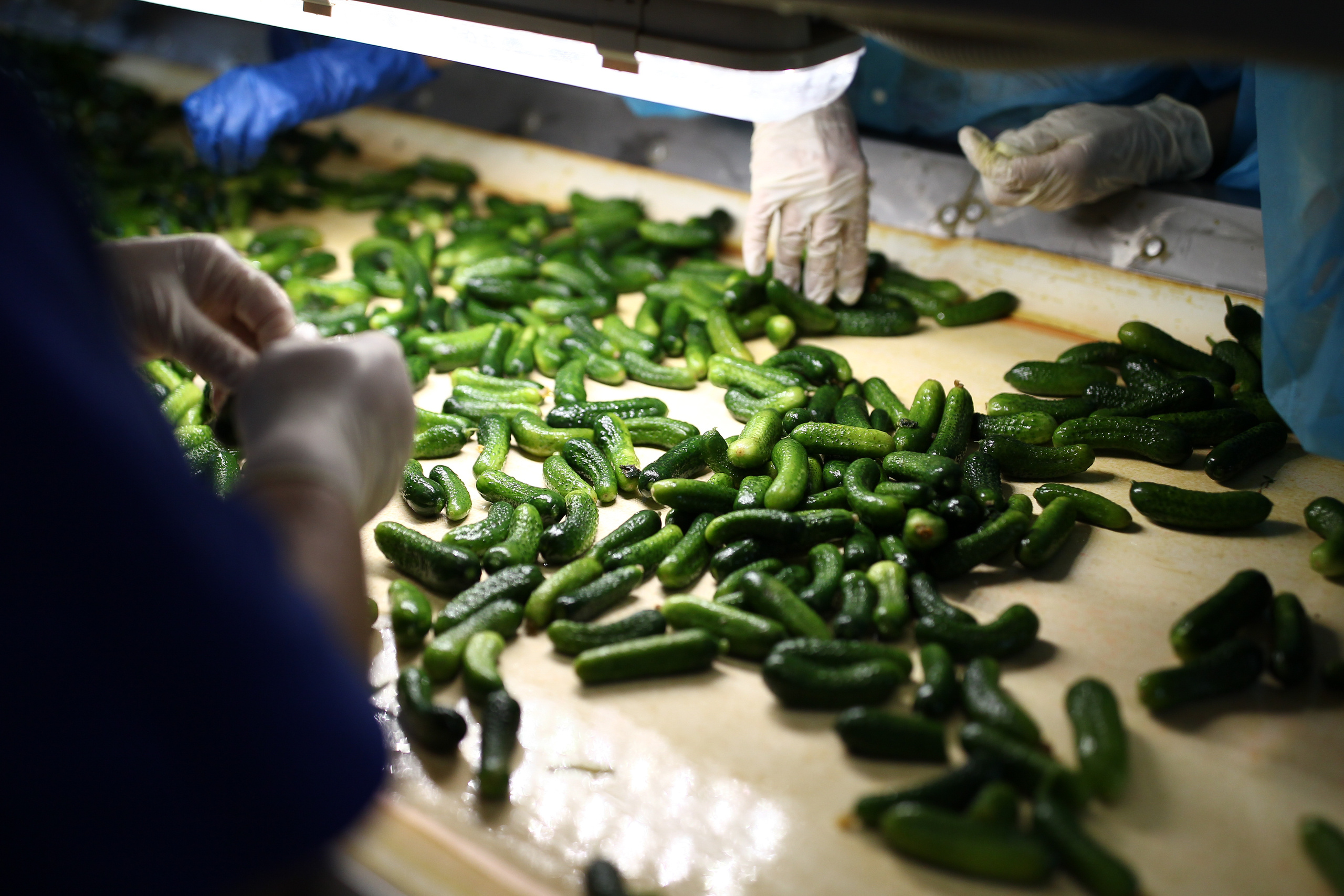 Агро. Тимкив Виталий репортажный фотограф в Краснодаре