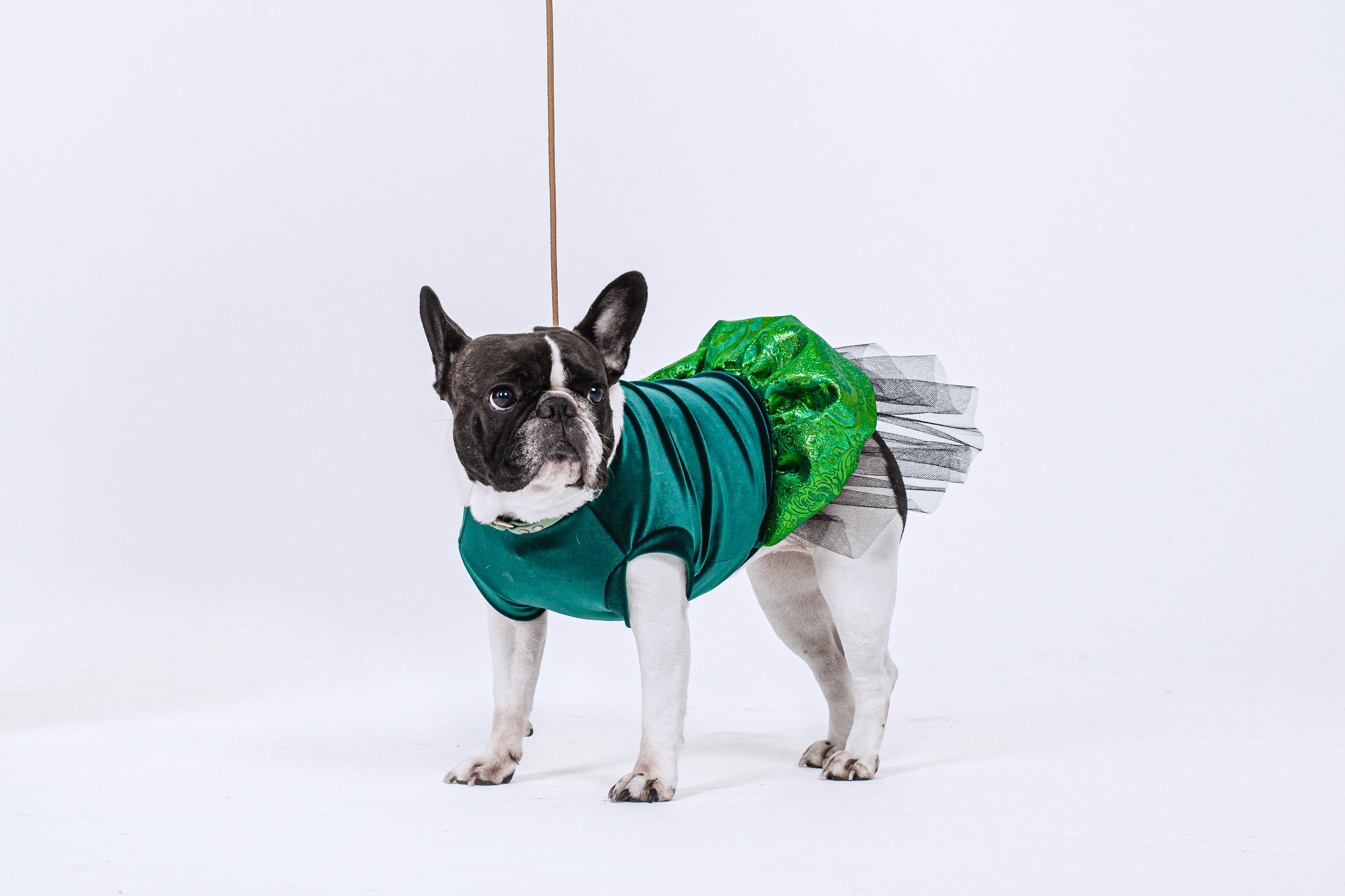 Пижамная вечеринка французских бульдогов и их хозяев. Фотограф-анималист Татьяна Степанова