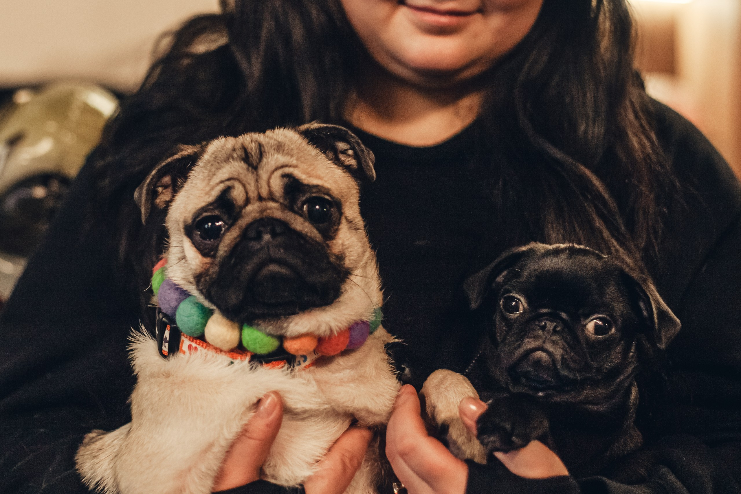 Мопсовстреча 02.12.2023. Фотограф-анималист Татьяна Степанова