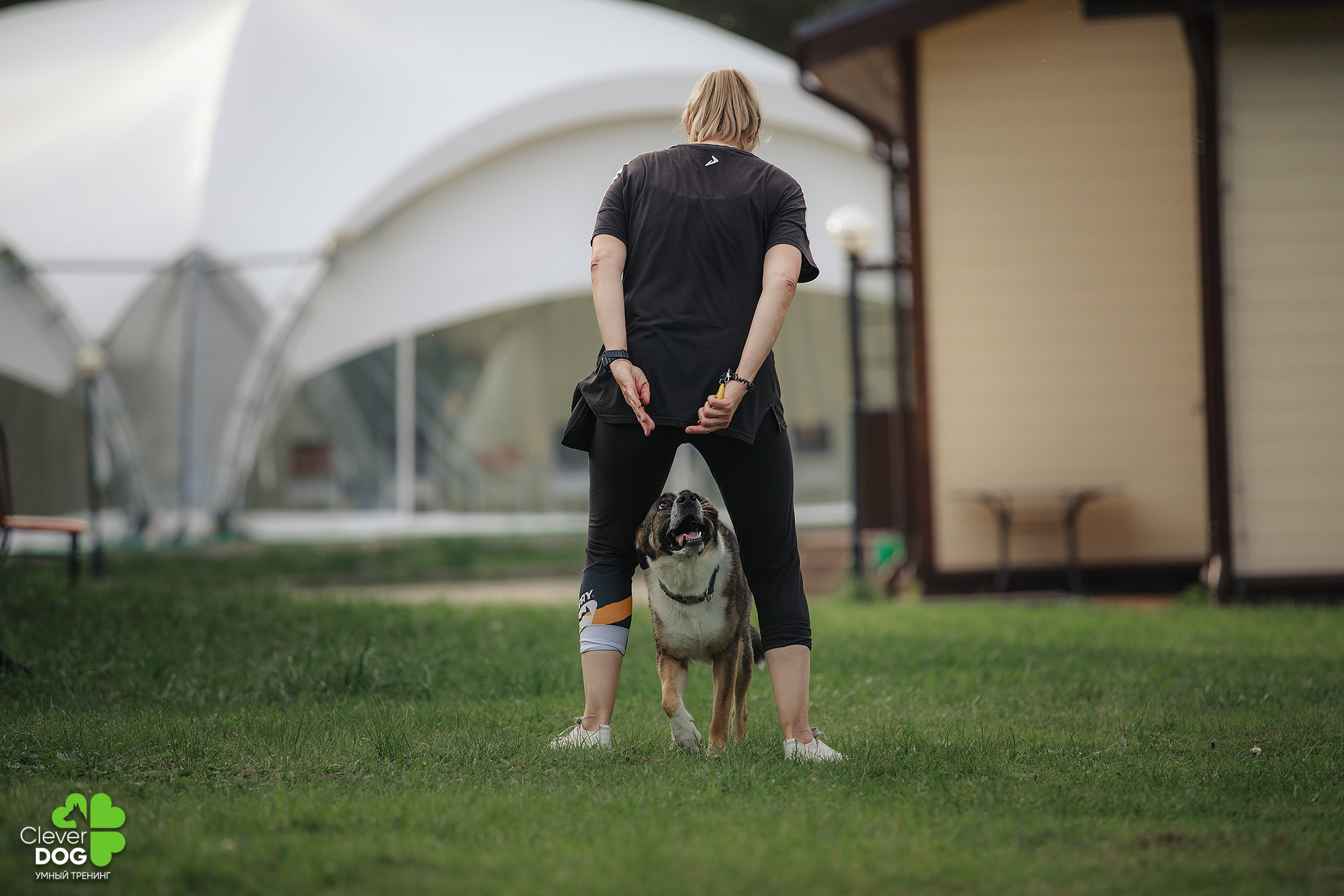 Кинологический лагерь CleverDog, 2024. Фотограф-анималист Mary Mart — Москва, Питер