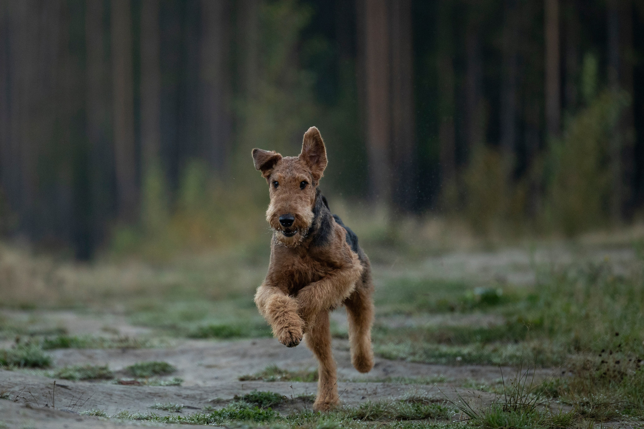 Харди. Фотограф-анималист Анна Маринич