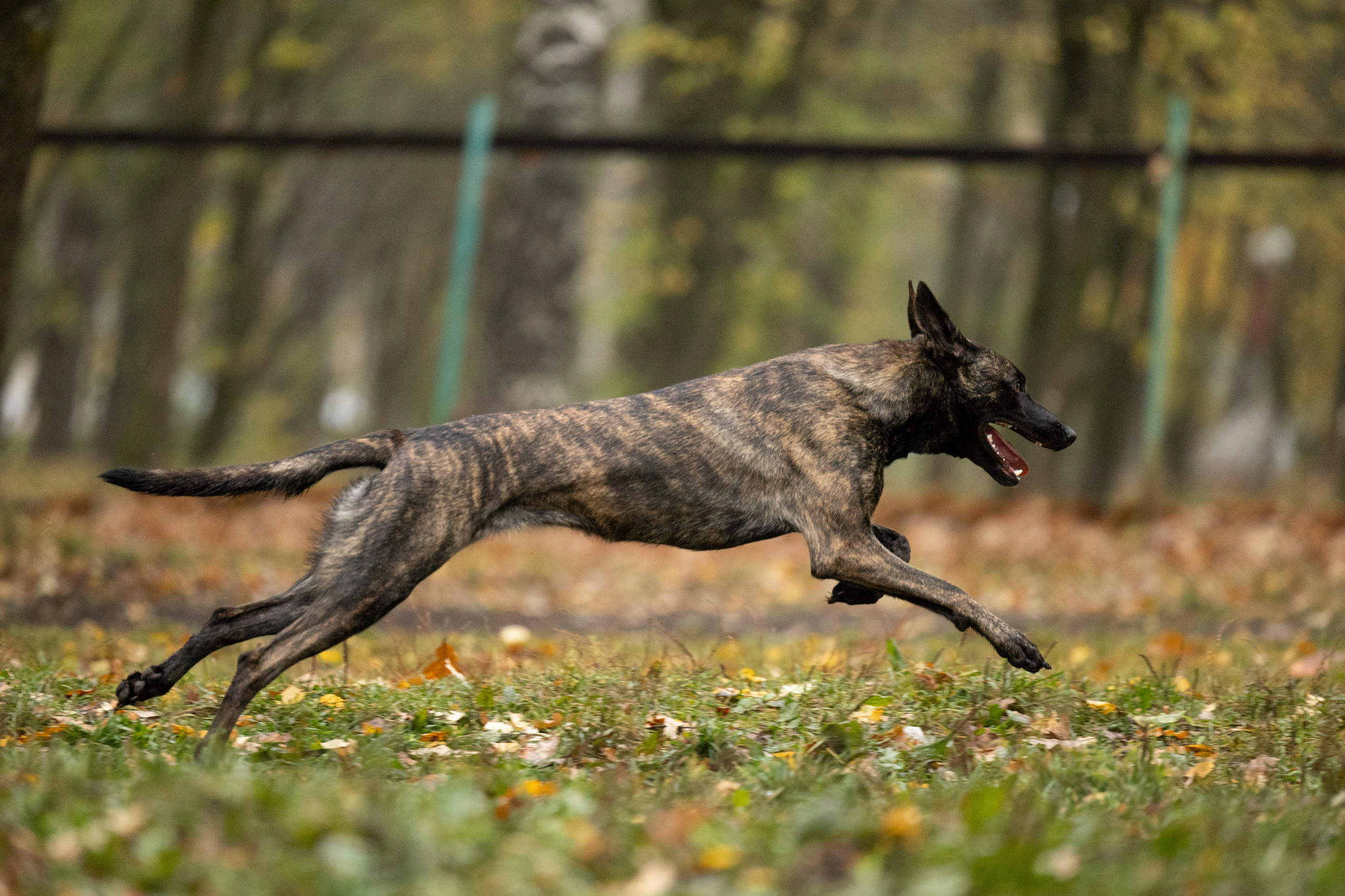 Соревнования по Мондьорингу г. Вологда. Фотограф-анималист Анна Маринич