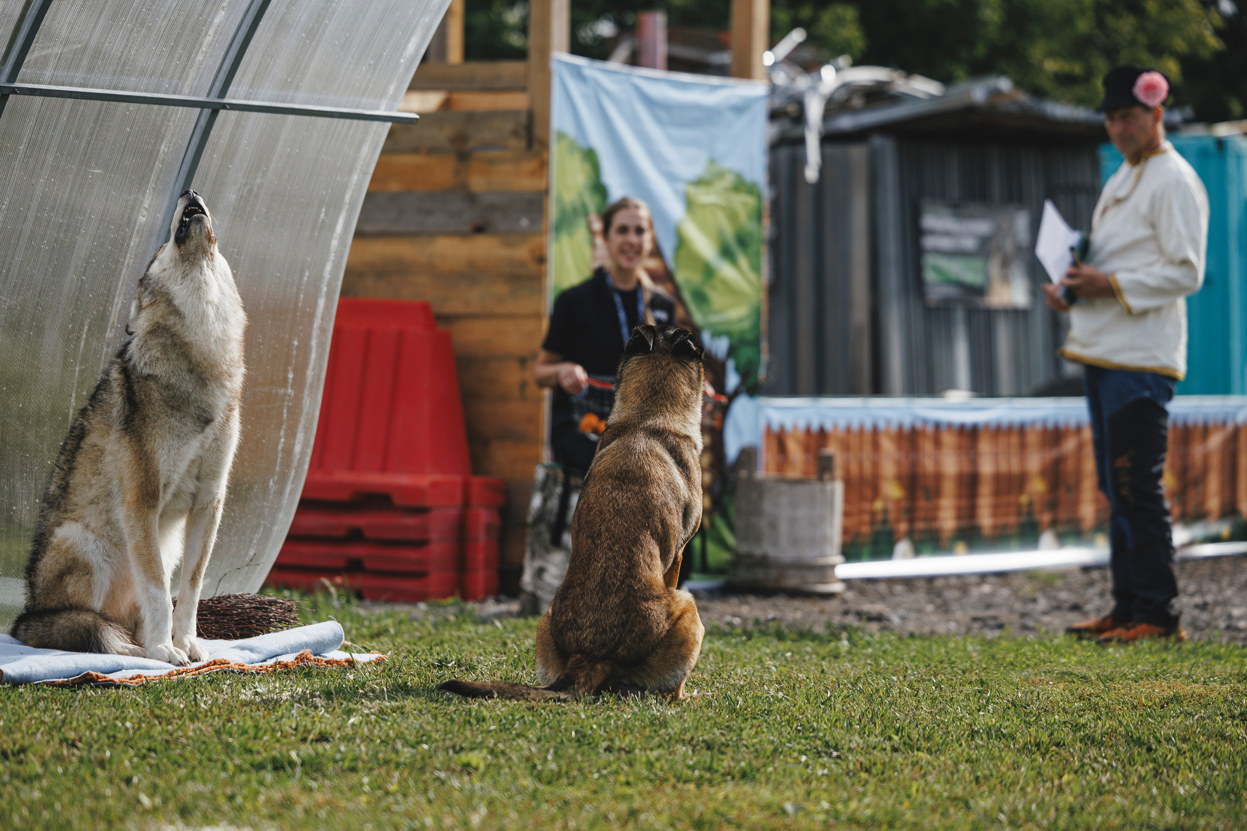 08.08.25-10.08.25 ЧР по мондьорингу г. Вологда. Фотограф-анималист Анна Маринич