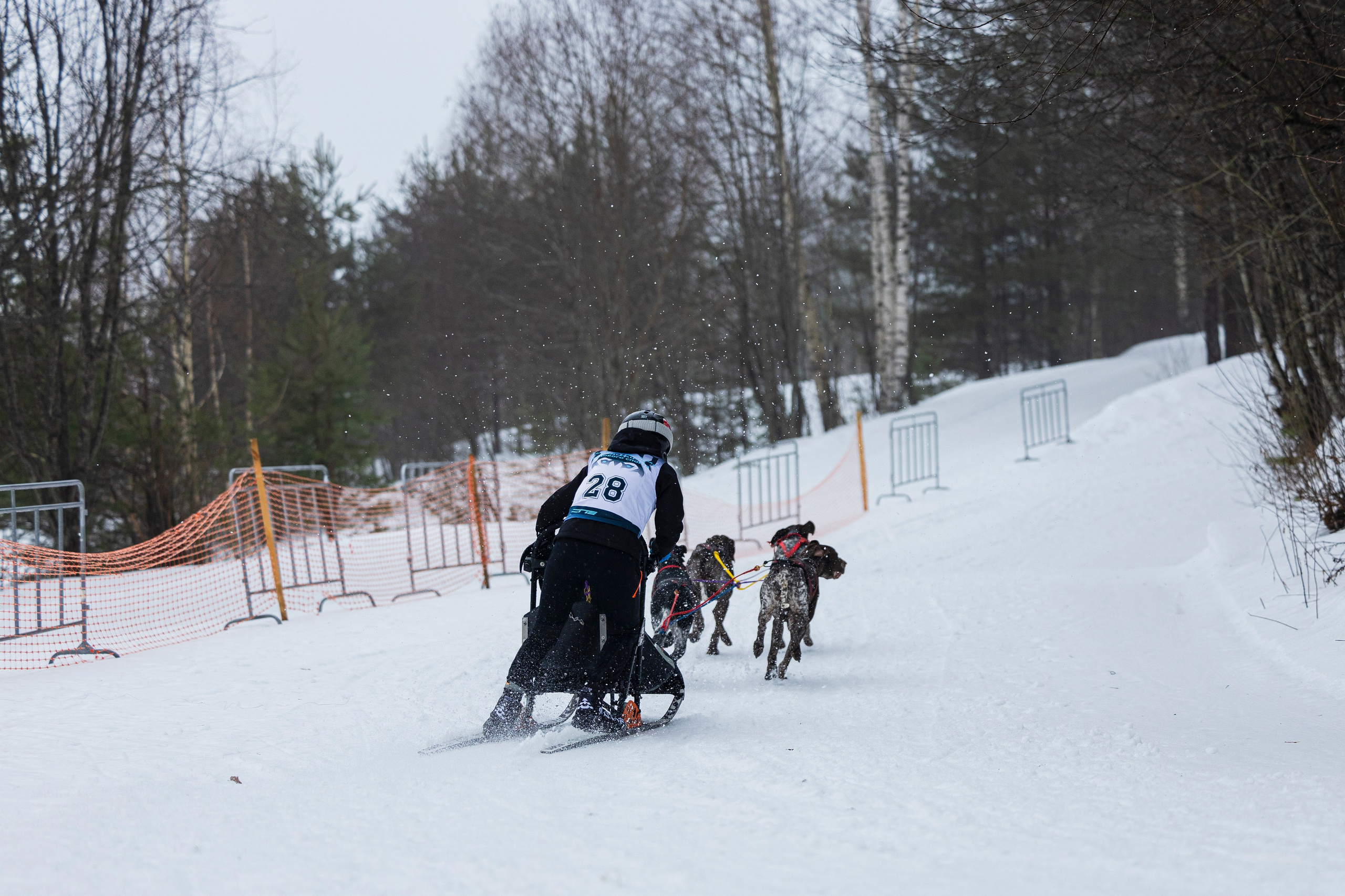 Зимний Чемпионат Санкт-Петербурга по ездовому спорту. Фотограф-анималист Анна Маринич