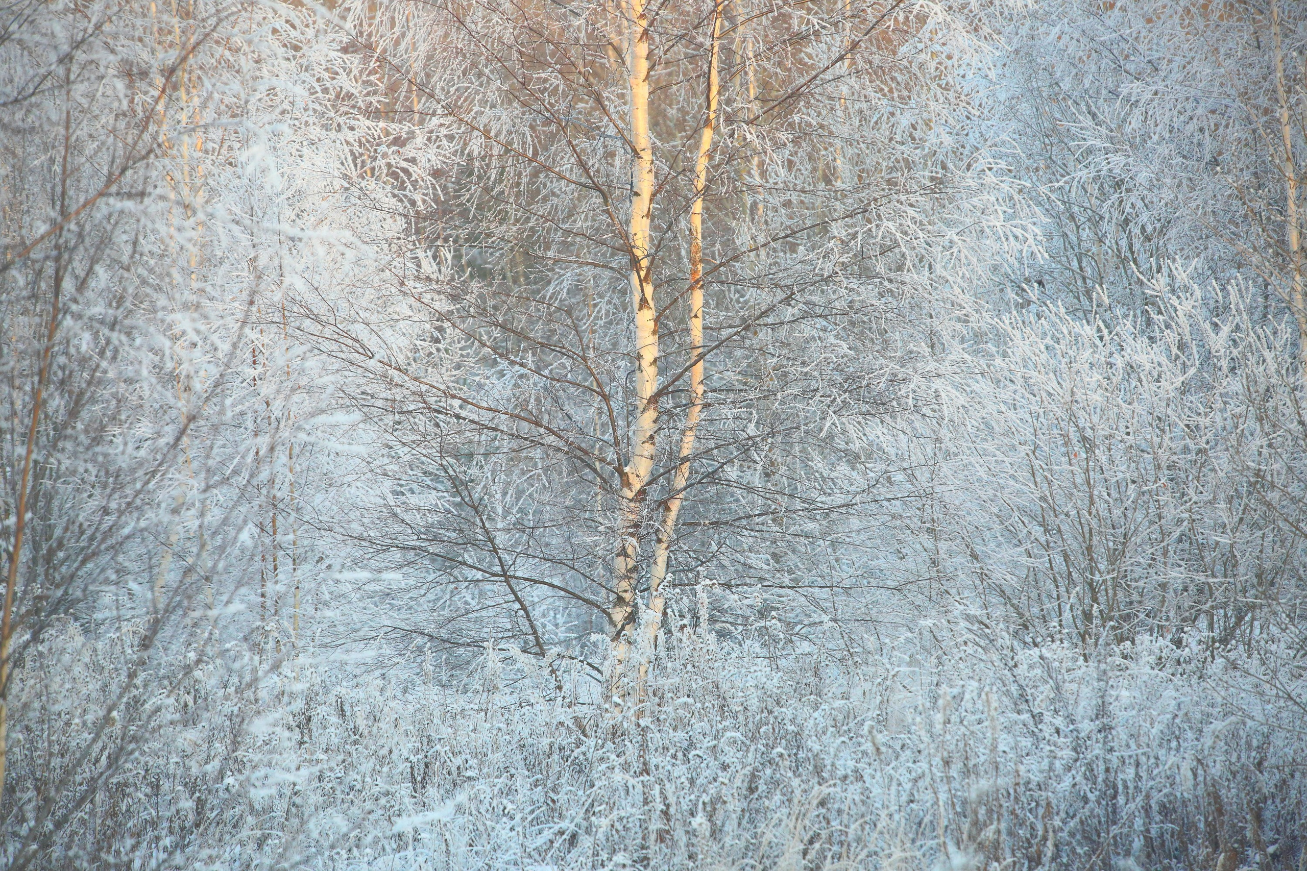Средняя полоса. Свадебный и репортажный фотограф в Ярославле и Санкт-Петербурге Роман Микрюков