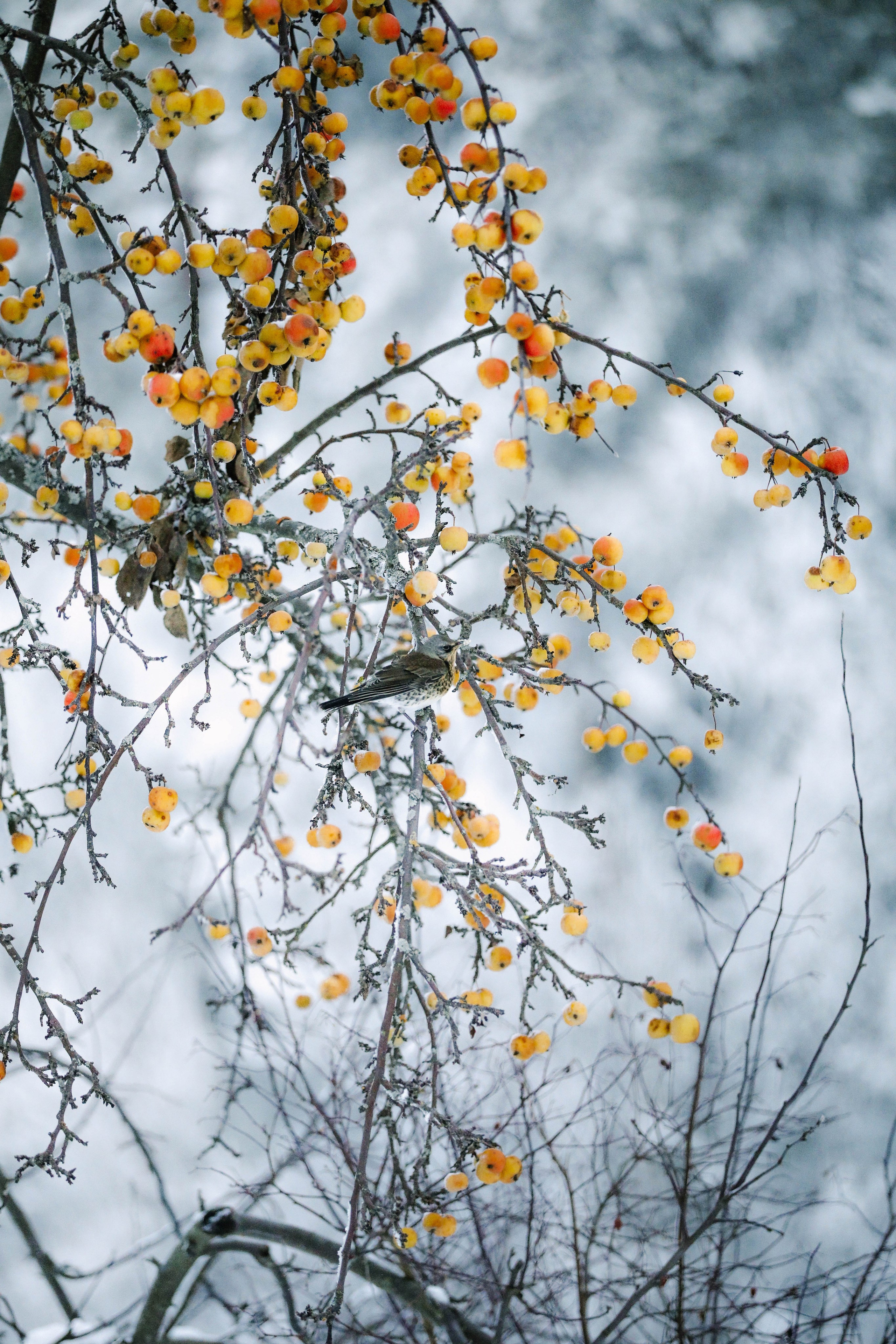 Природа. Трандин Иван Фотограф СПб