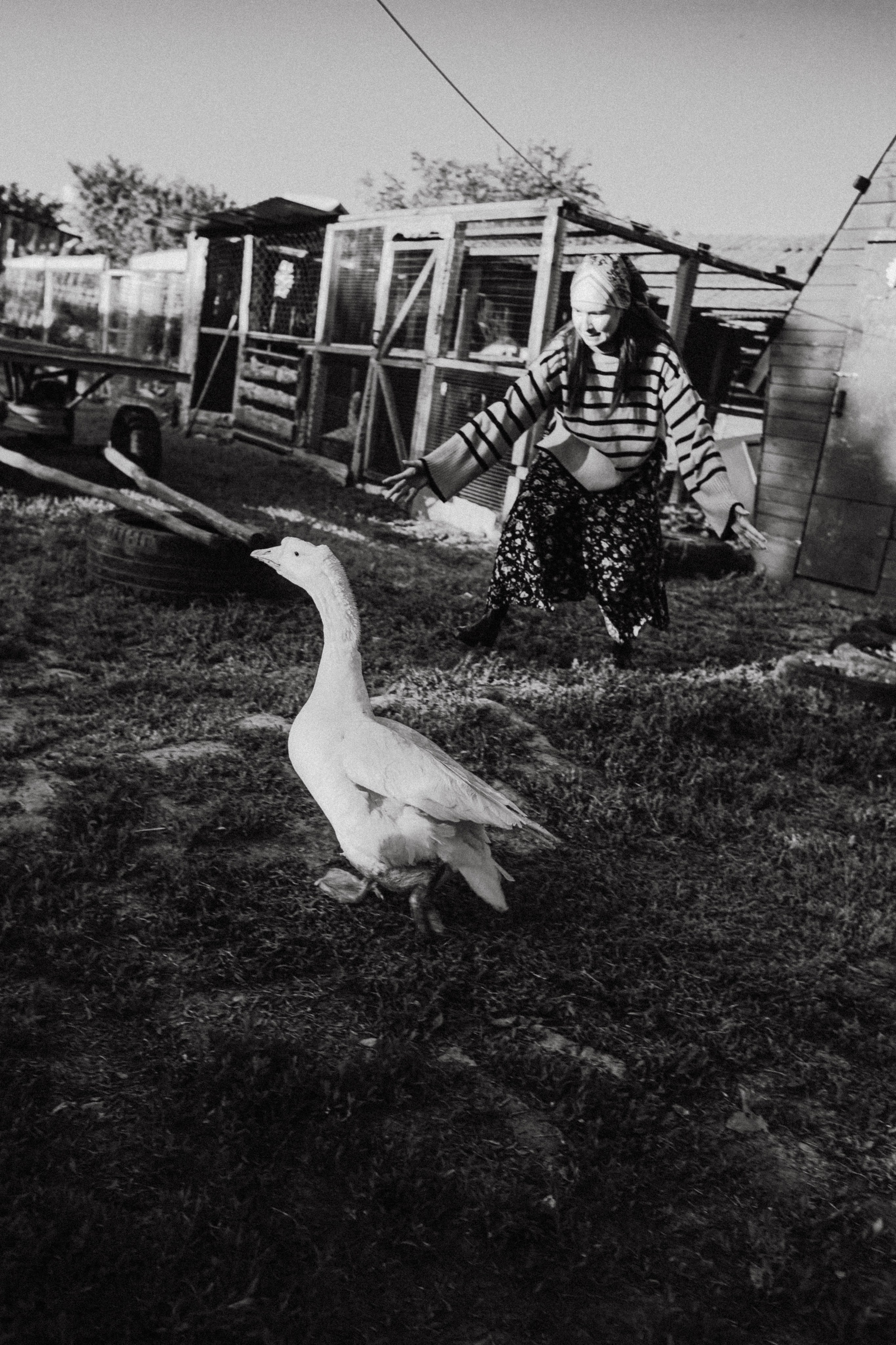 Варвара. Лошади. Закат. Фотограф в Нижнем Новгороде