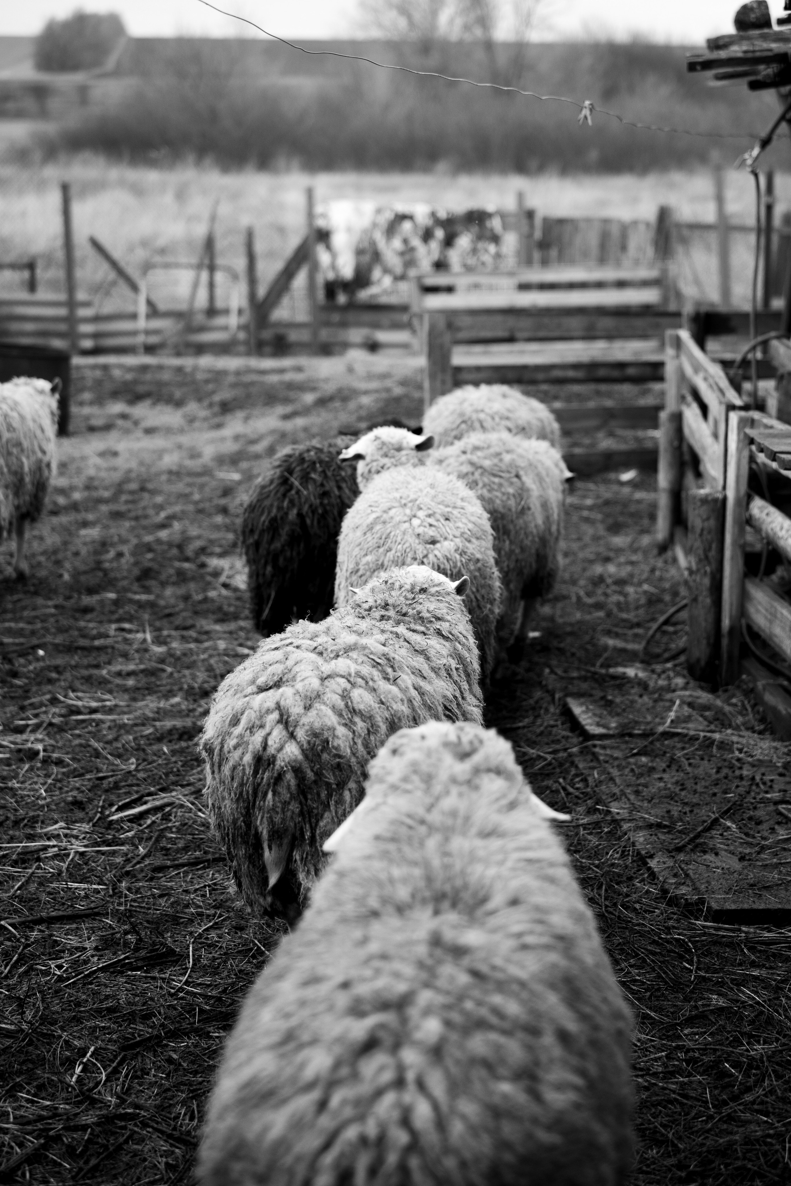 Ферма. Фотограф Антон Денисенко: Портрет, Документалистика, Пейзаж. Москва