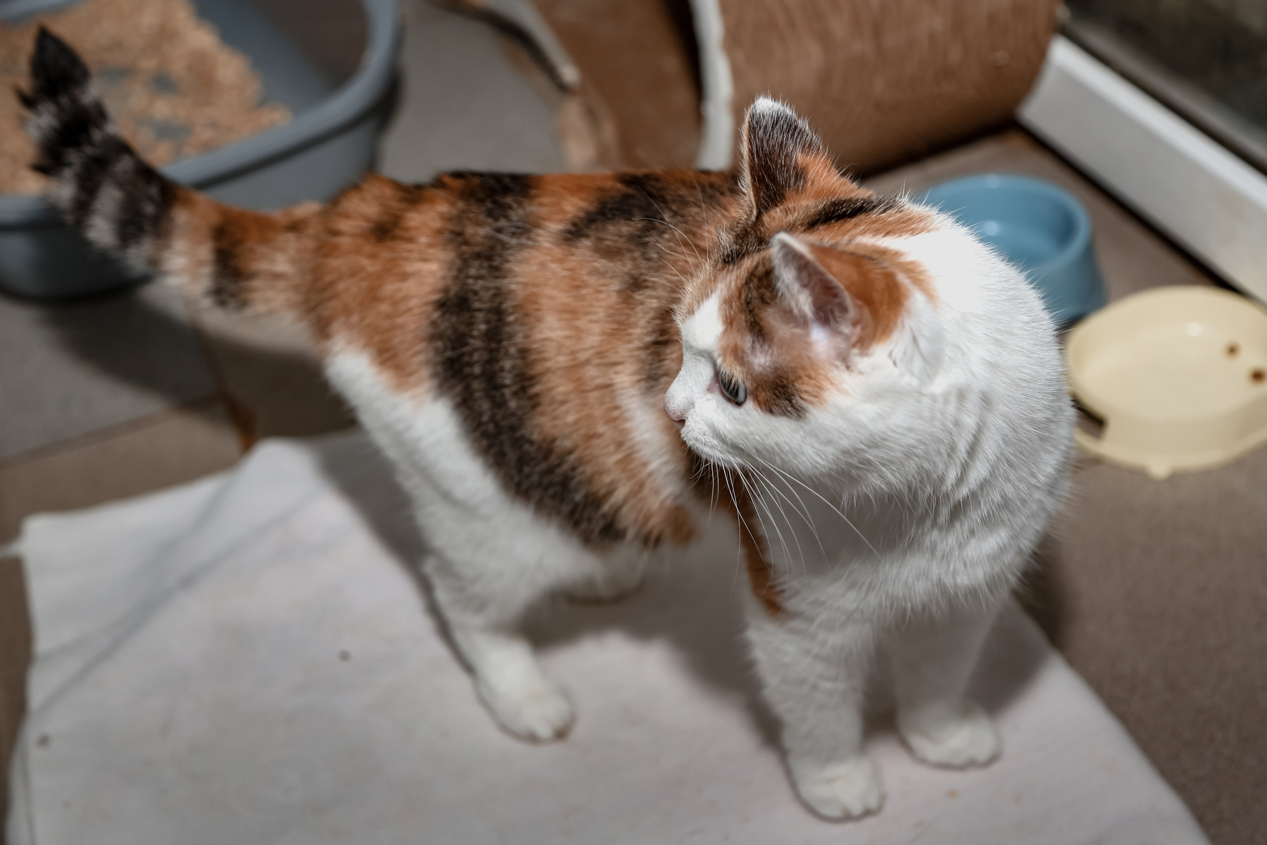 Приют Кошкин Дом Филимоша. Ваш фотограф в Оренбурге Рощупкина Екатерина