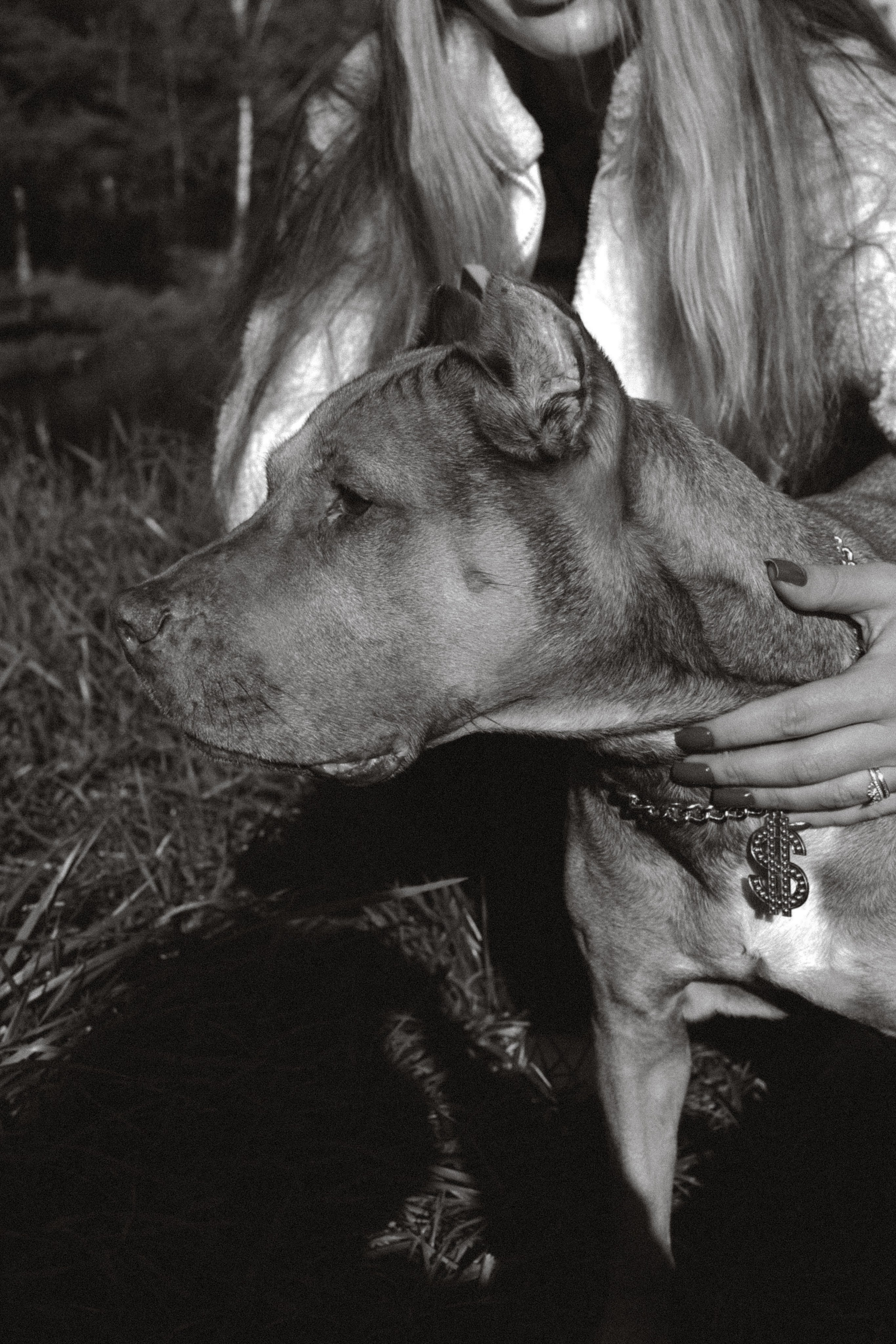 Дарья со своими четвероногими друзьями 👣🐾. Фотограф Julia Bogdane